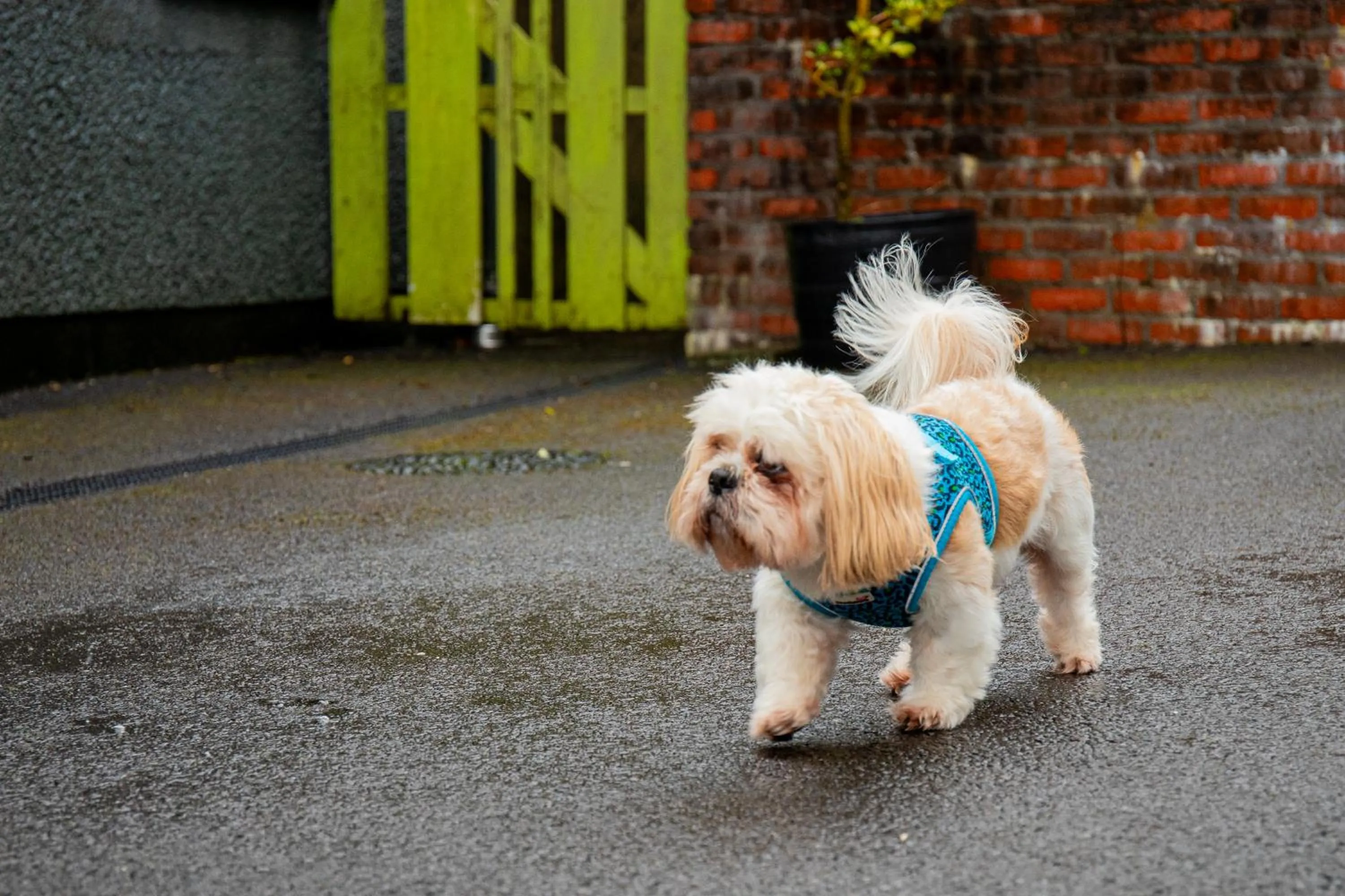 pet friendly in The Enniskillen Hotel and Motel