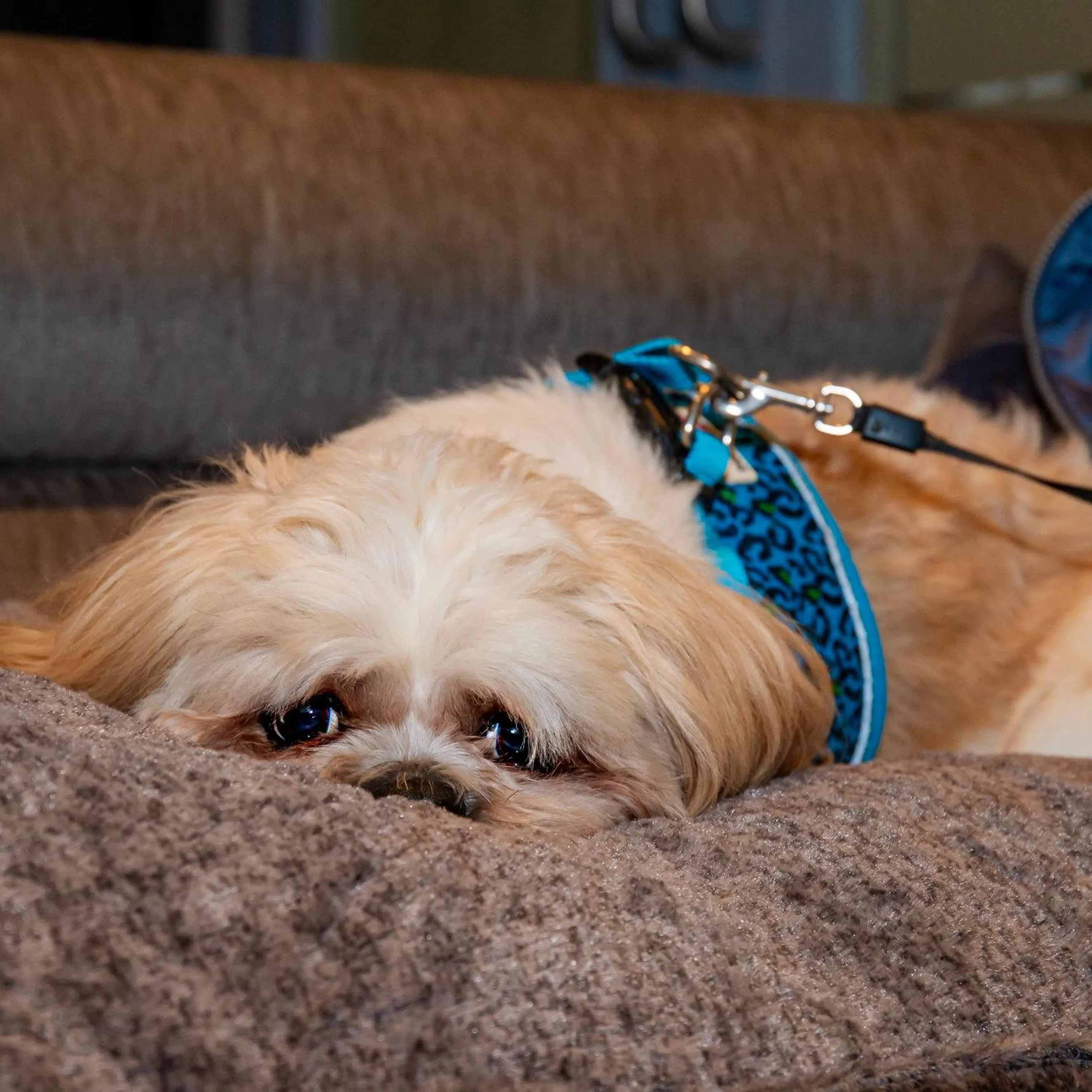 pet friendly in The Enniskillen Hotel and Motel