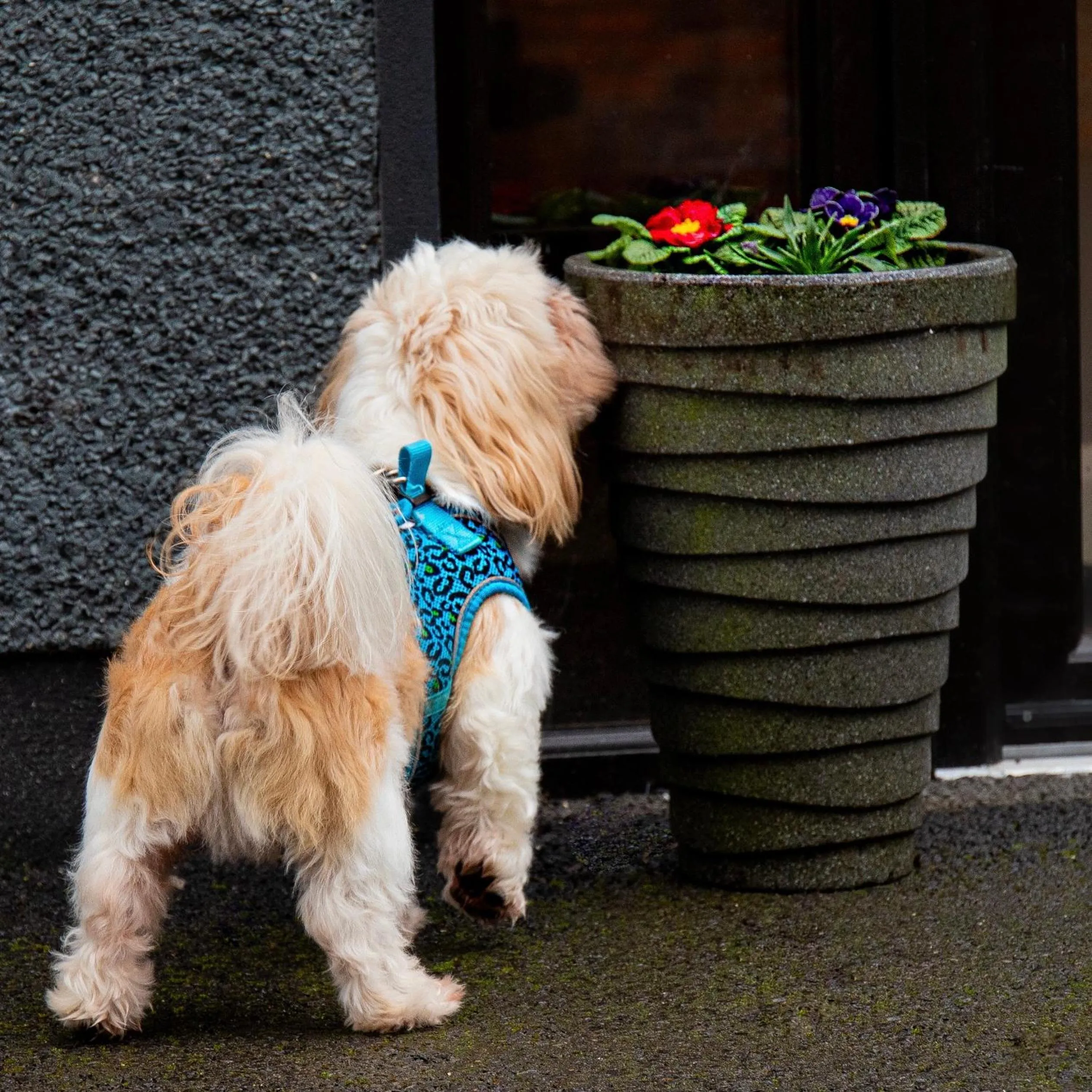 pet friendly in The Enniskillen Hotel and Motel