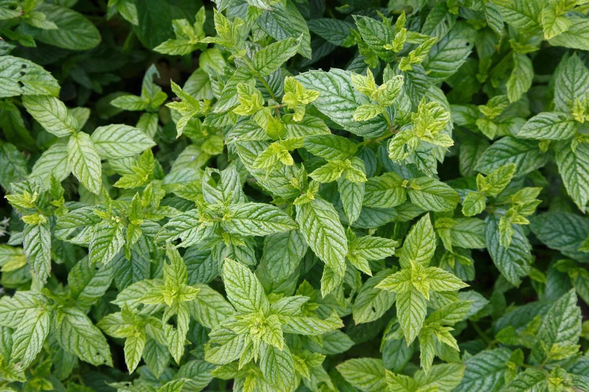 Garden in Badgers Mount Hotel