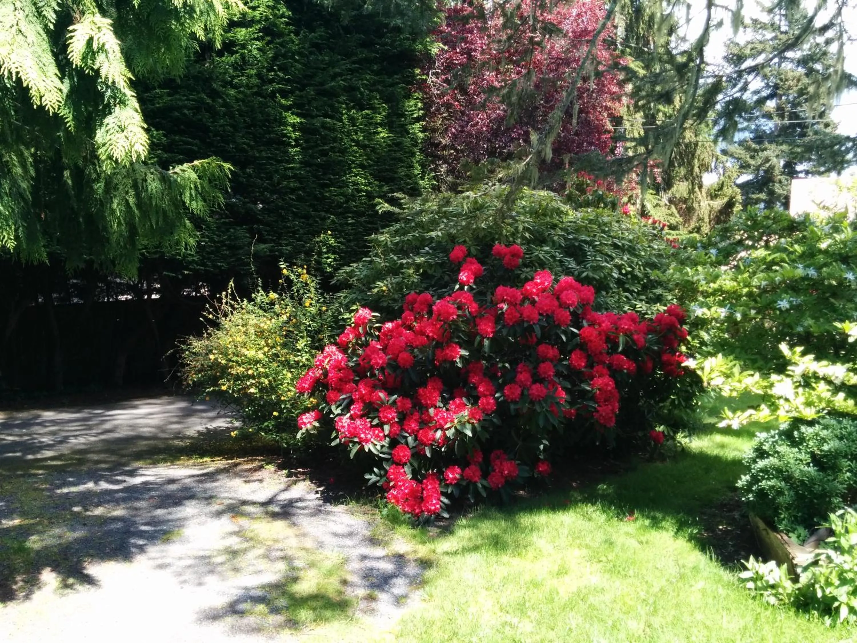 Garden in Salty Towers Ocean Front Cottages