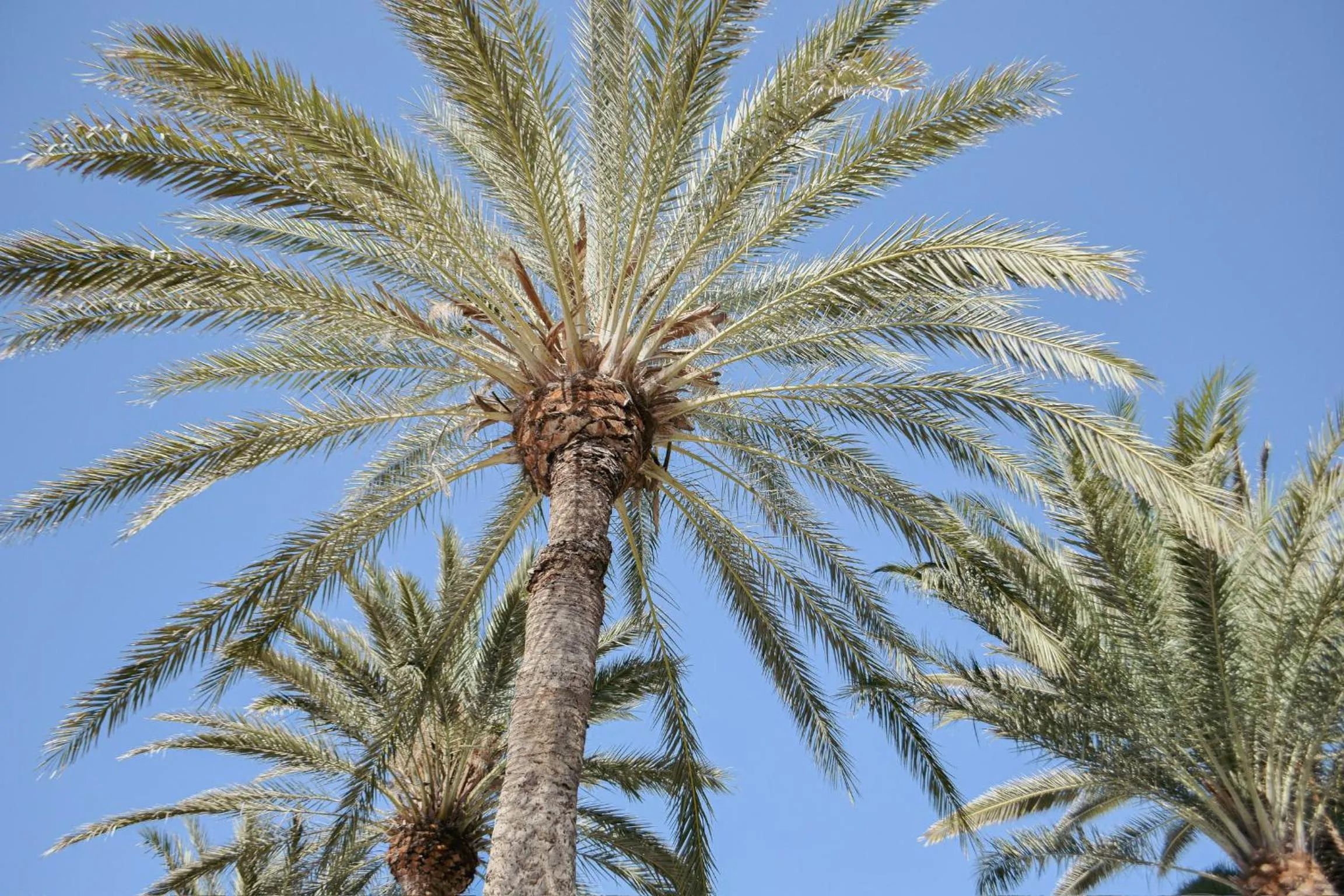 Garden in Acapulco Ocean View