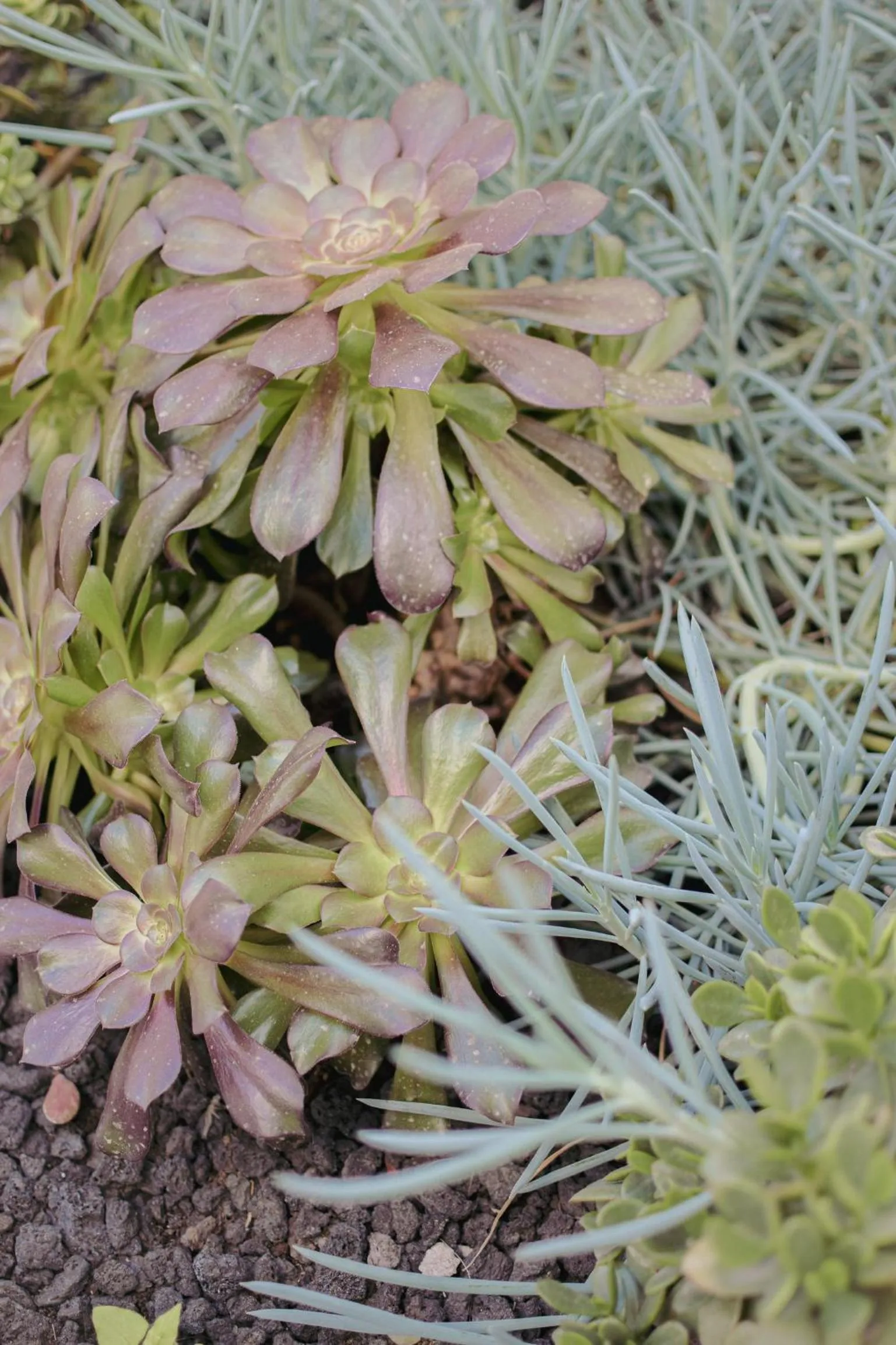 Garden in Acapulco Ocean View