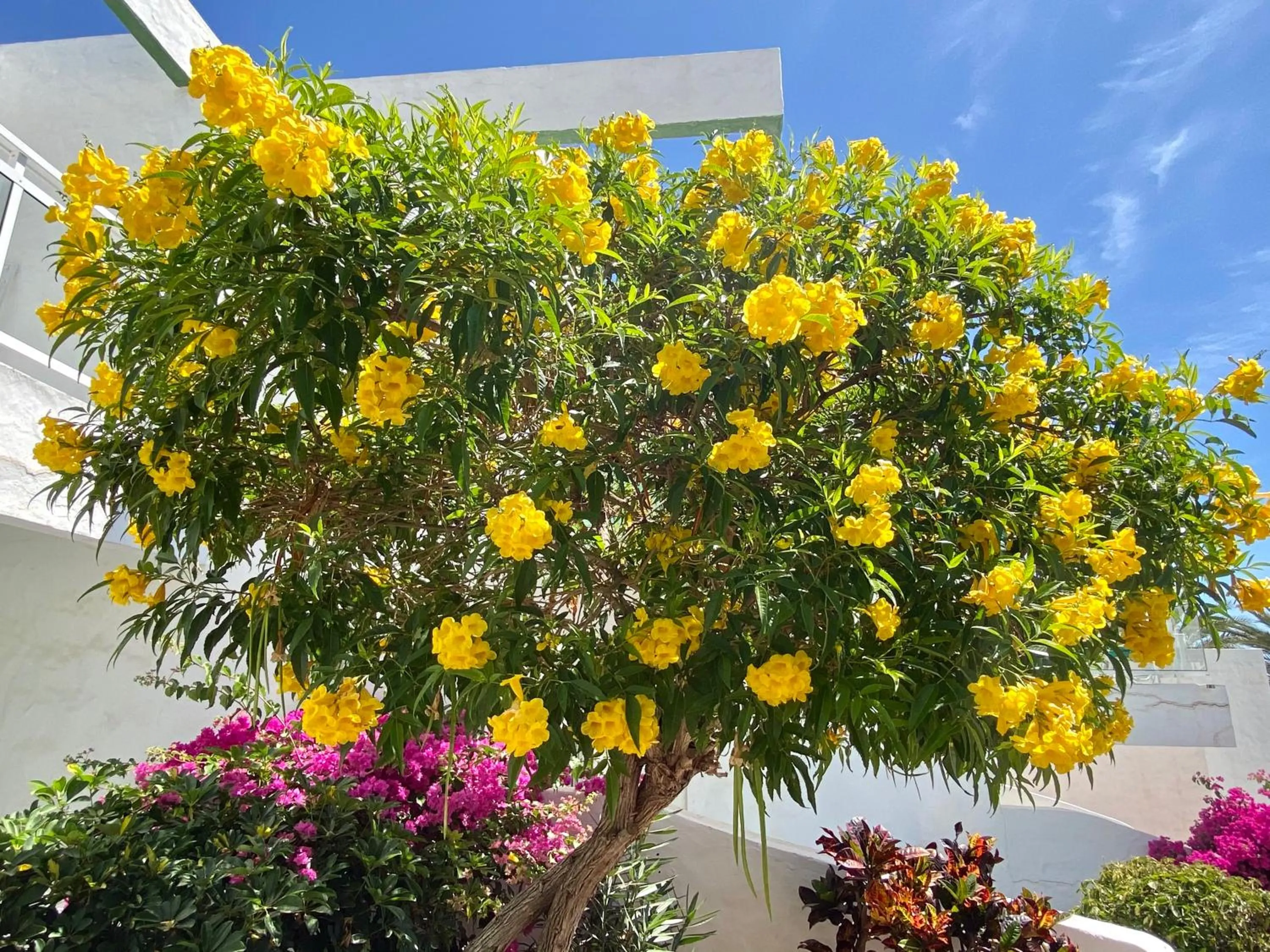 Garden in Acapulco Ocean View
