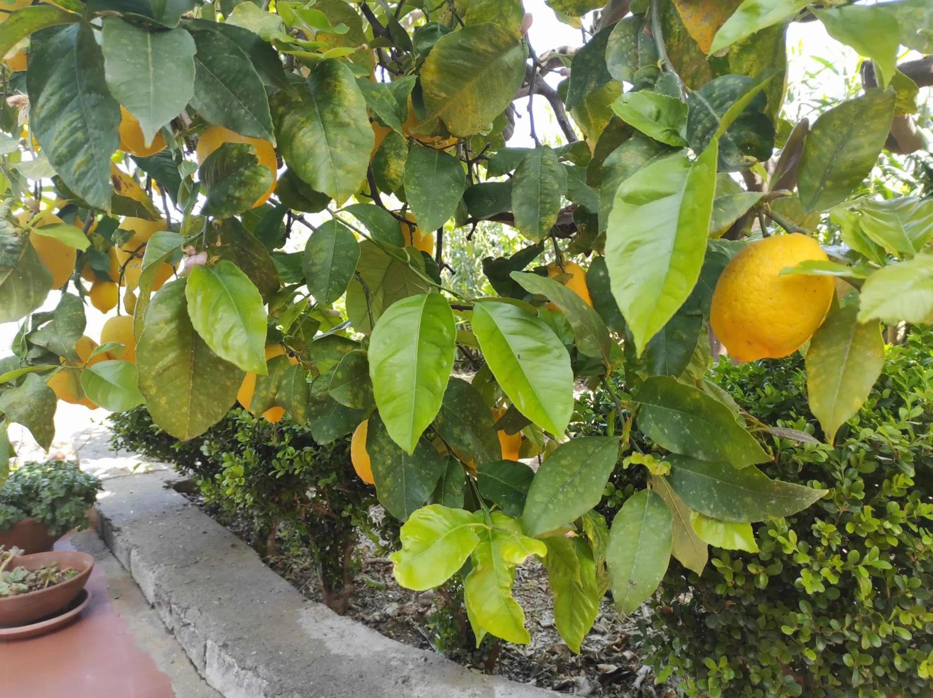 Garden in Lumachella B&B