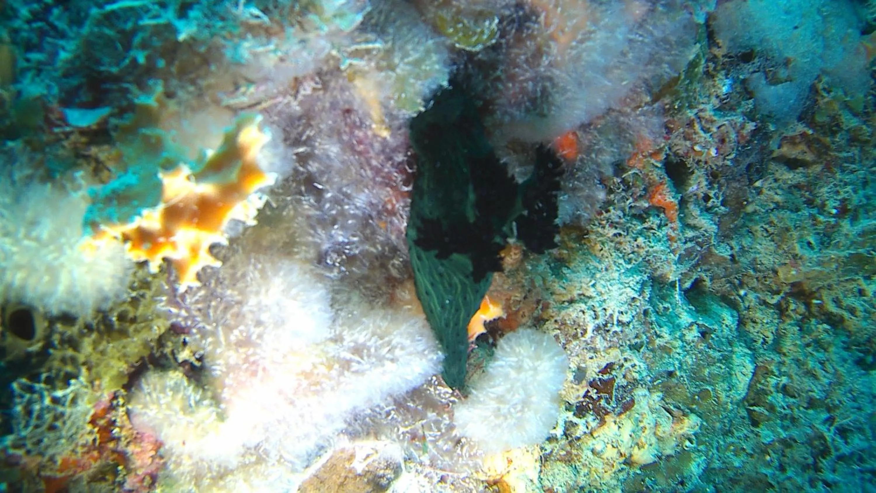 Diving in The Swahili House