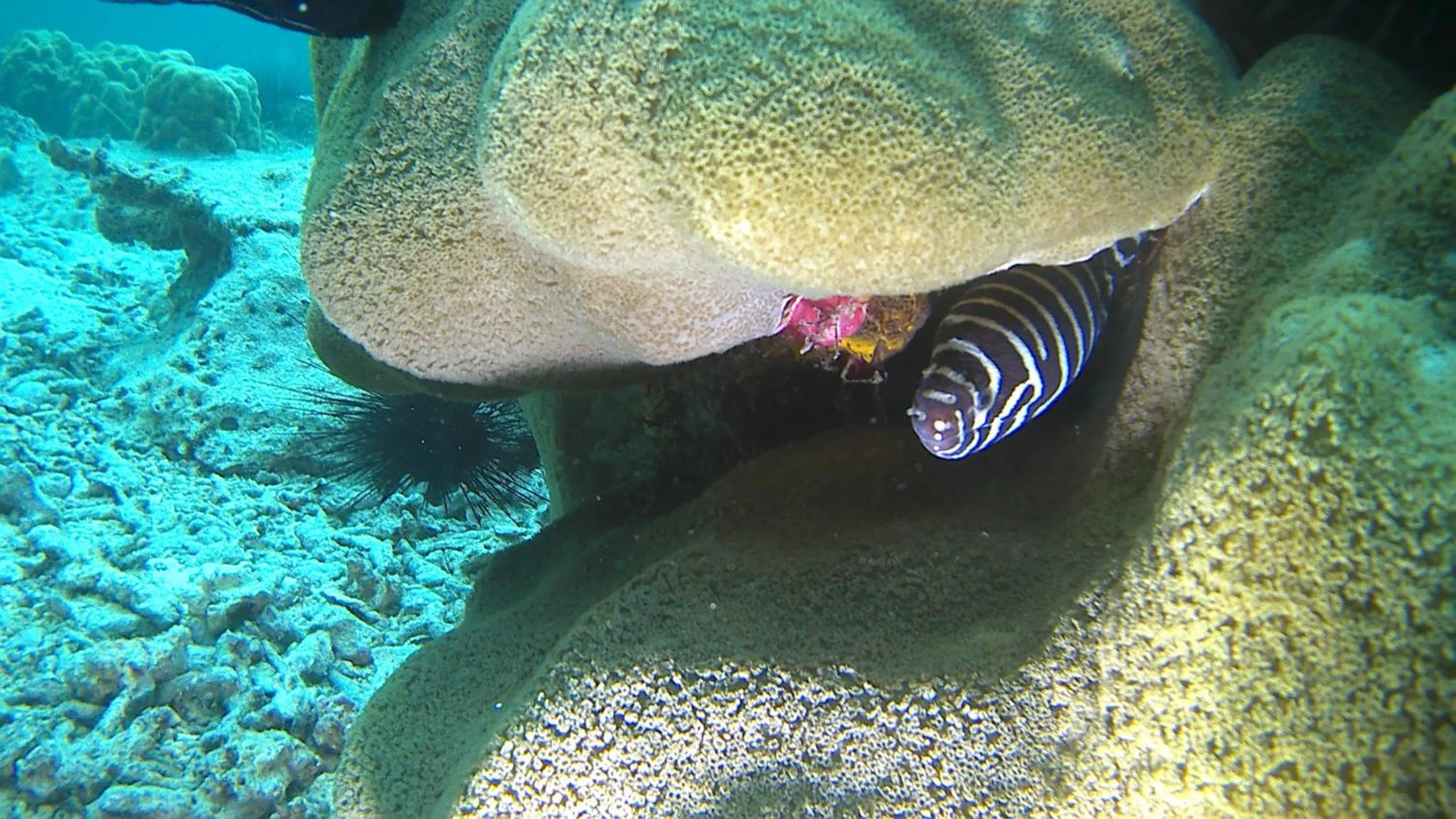 Diving in The Swahili House