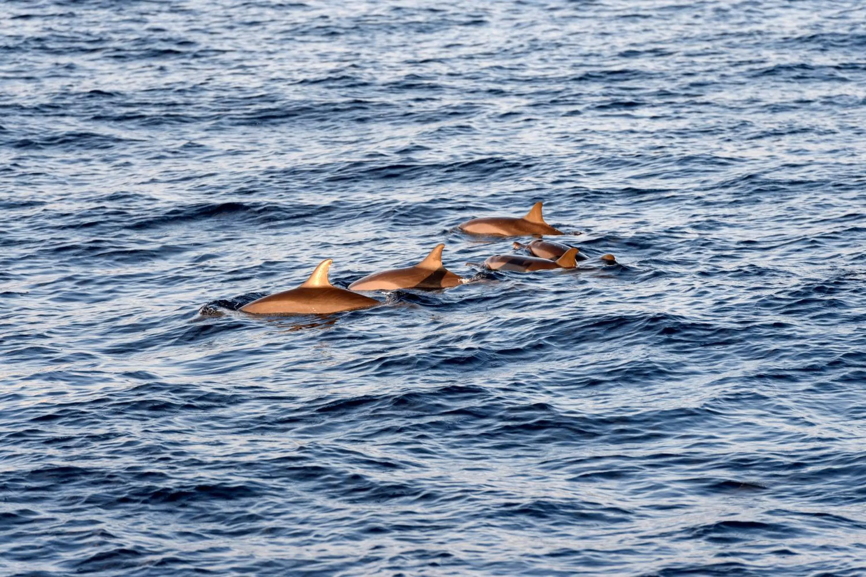 Other in Sheraton Maldives Full Moon Resort & Spa