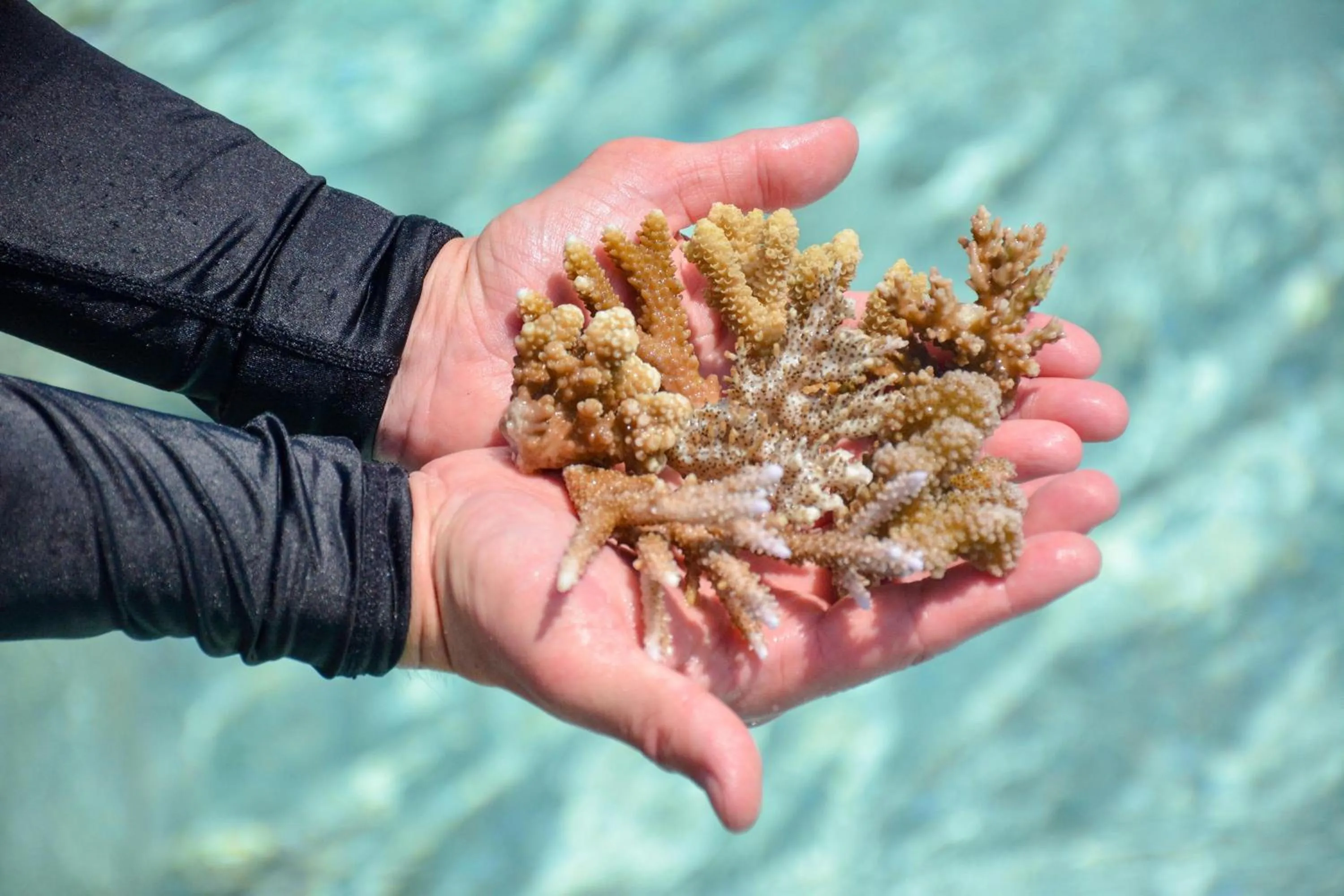 Other in Sheraton Maldives Full Moon Resort & Spa