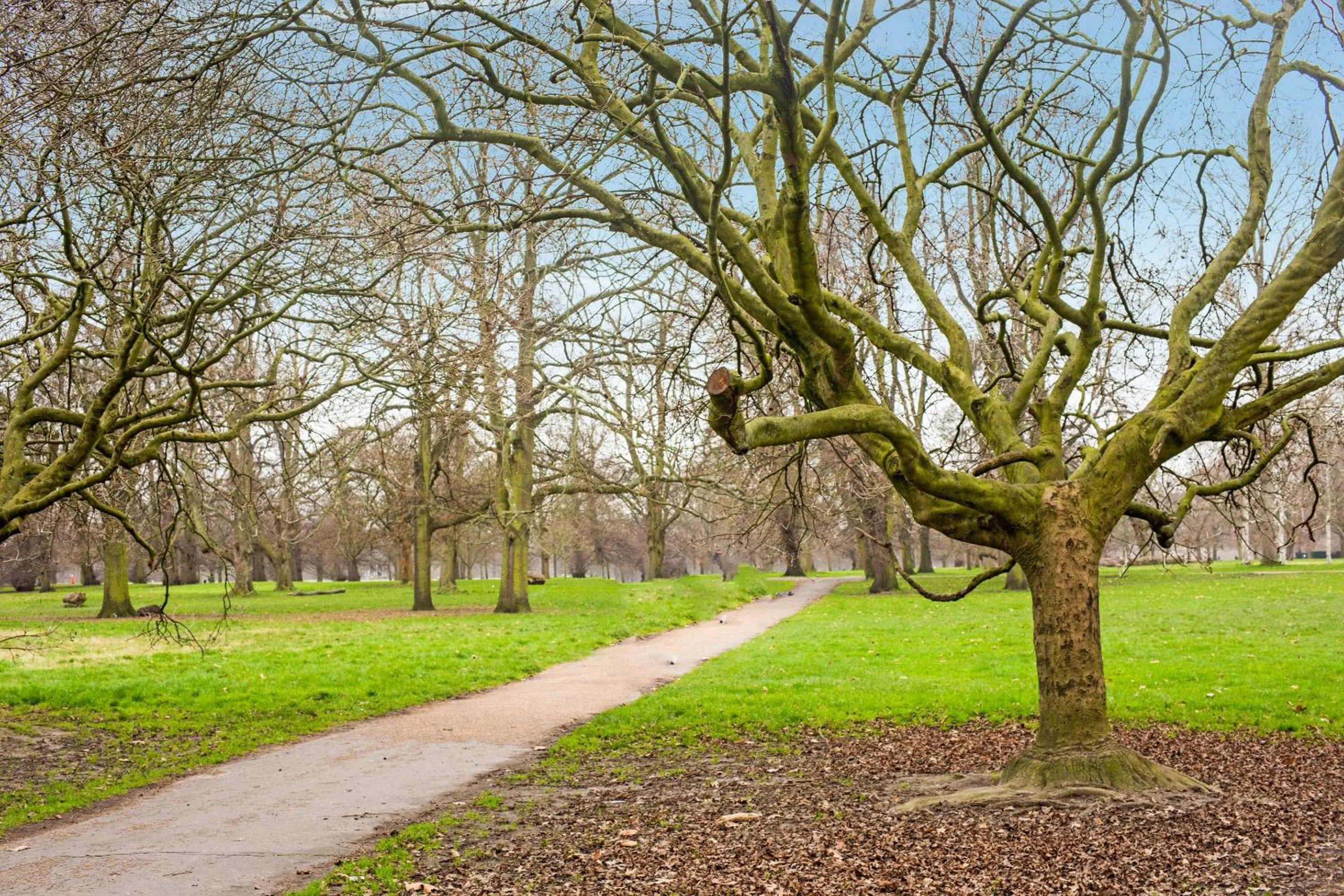 Garden in Townhouse Apollo, Hyde Park