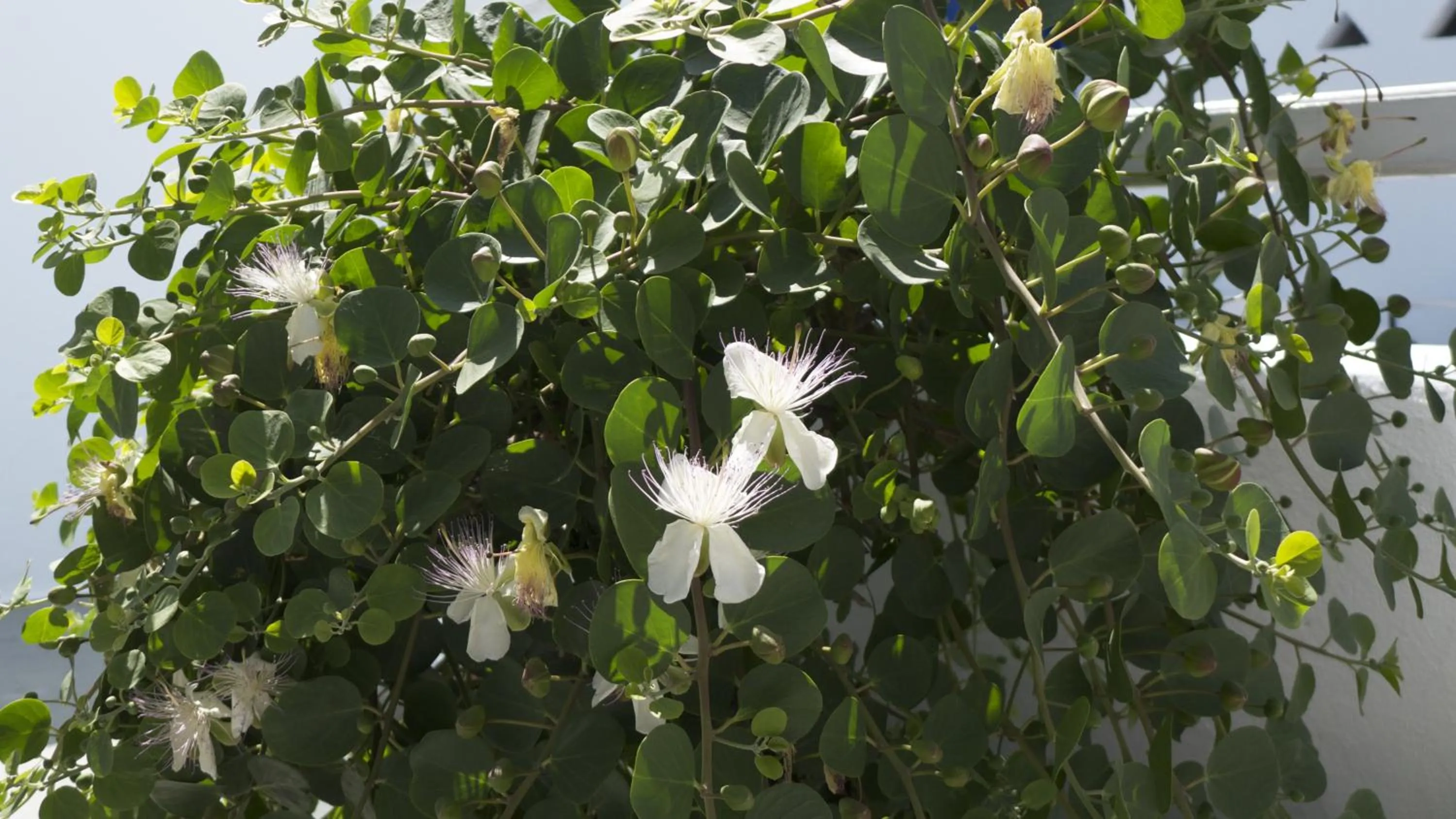 Decorative detail in Bungalows Marina