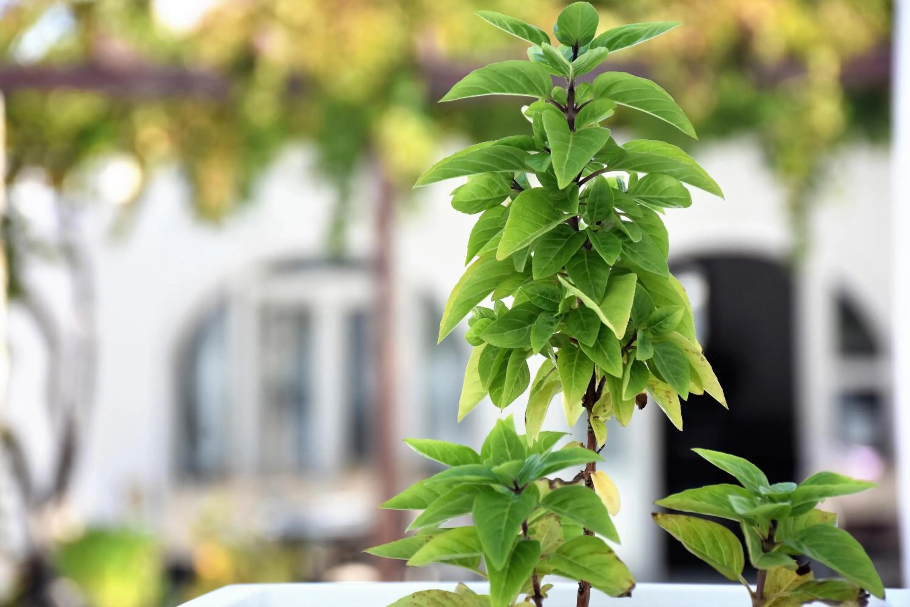 Decorative detail in Bungalows Marina