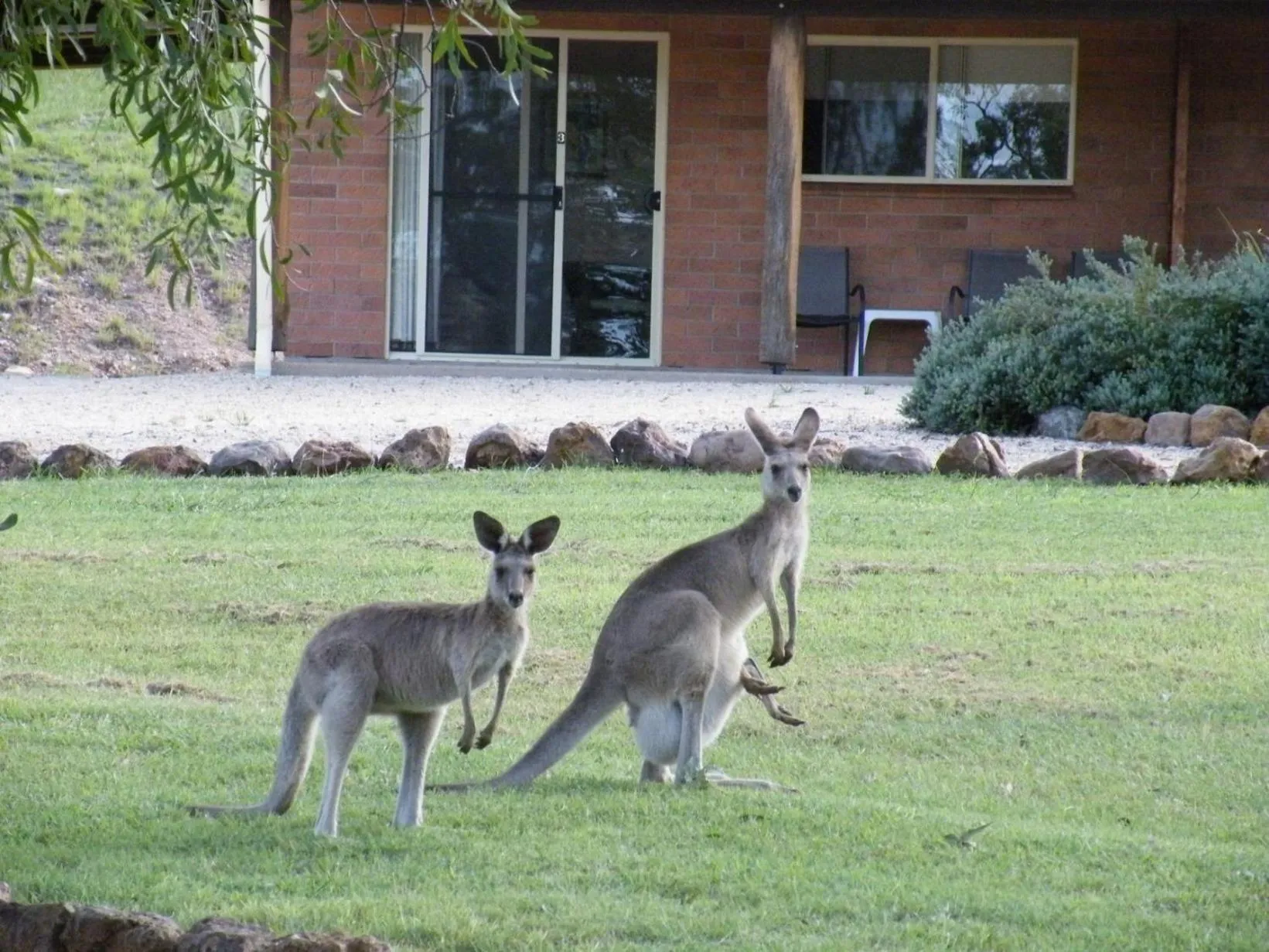 Animals in Rubyvale Motel & Holiday Units - An Adults Only Getaway