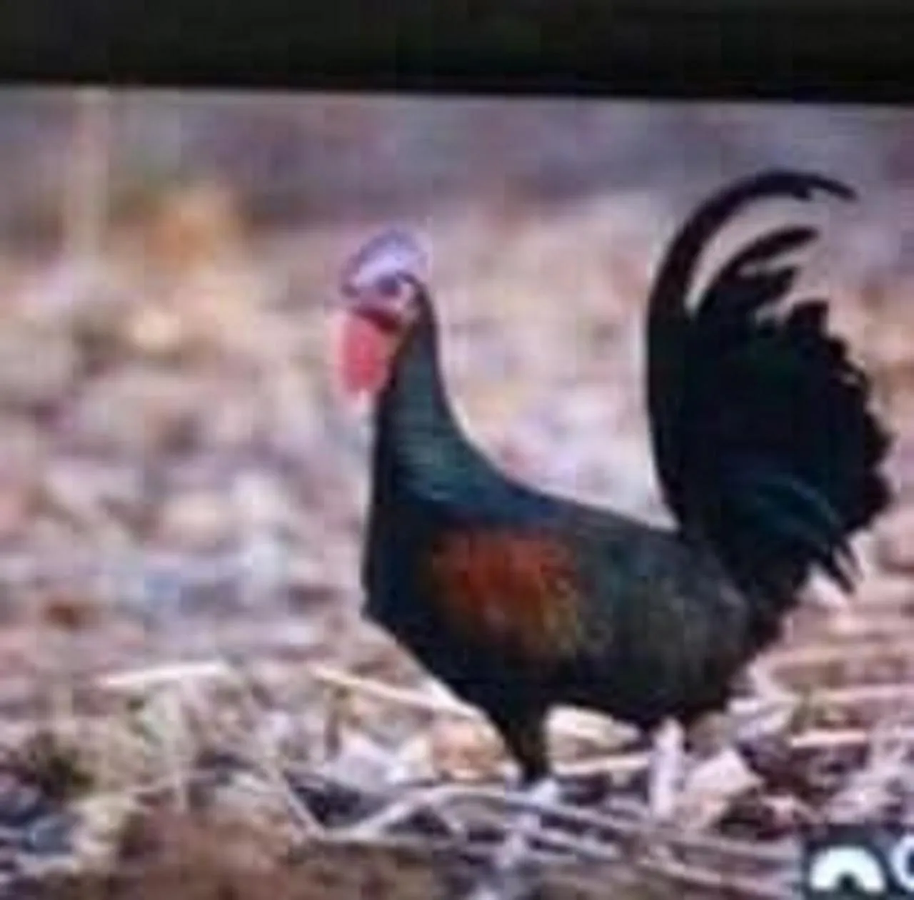 Hiking in Taman Menjangan by SnorkelingMenjangan