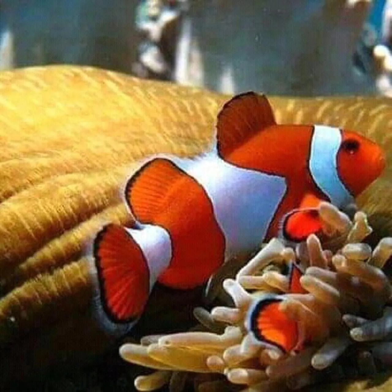 Snorkeling in Taman Menjangan by SnorkelingMenjangan