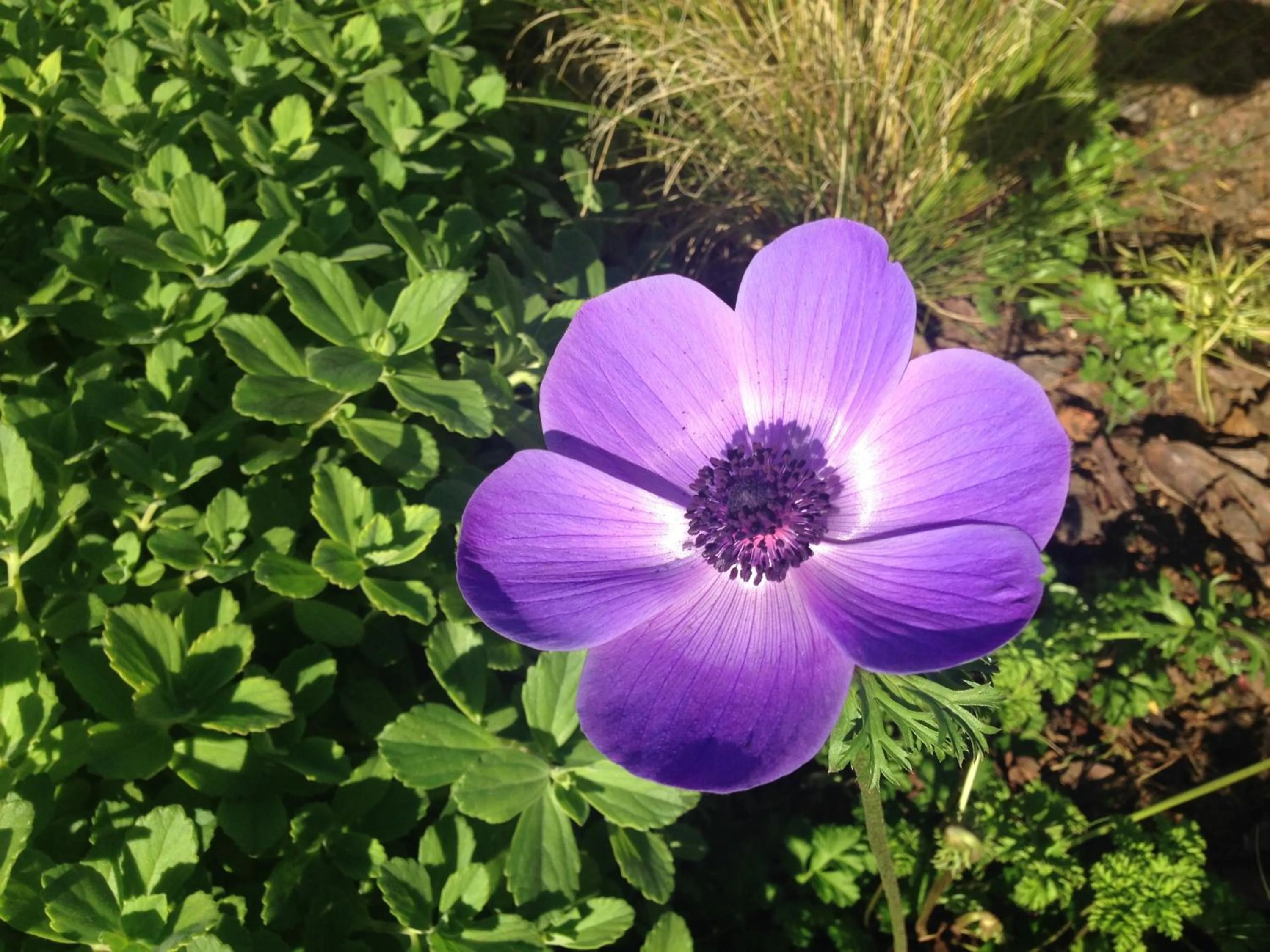 Garden in Bay View Guest House