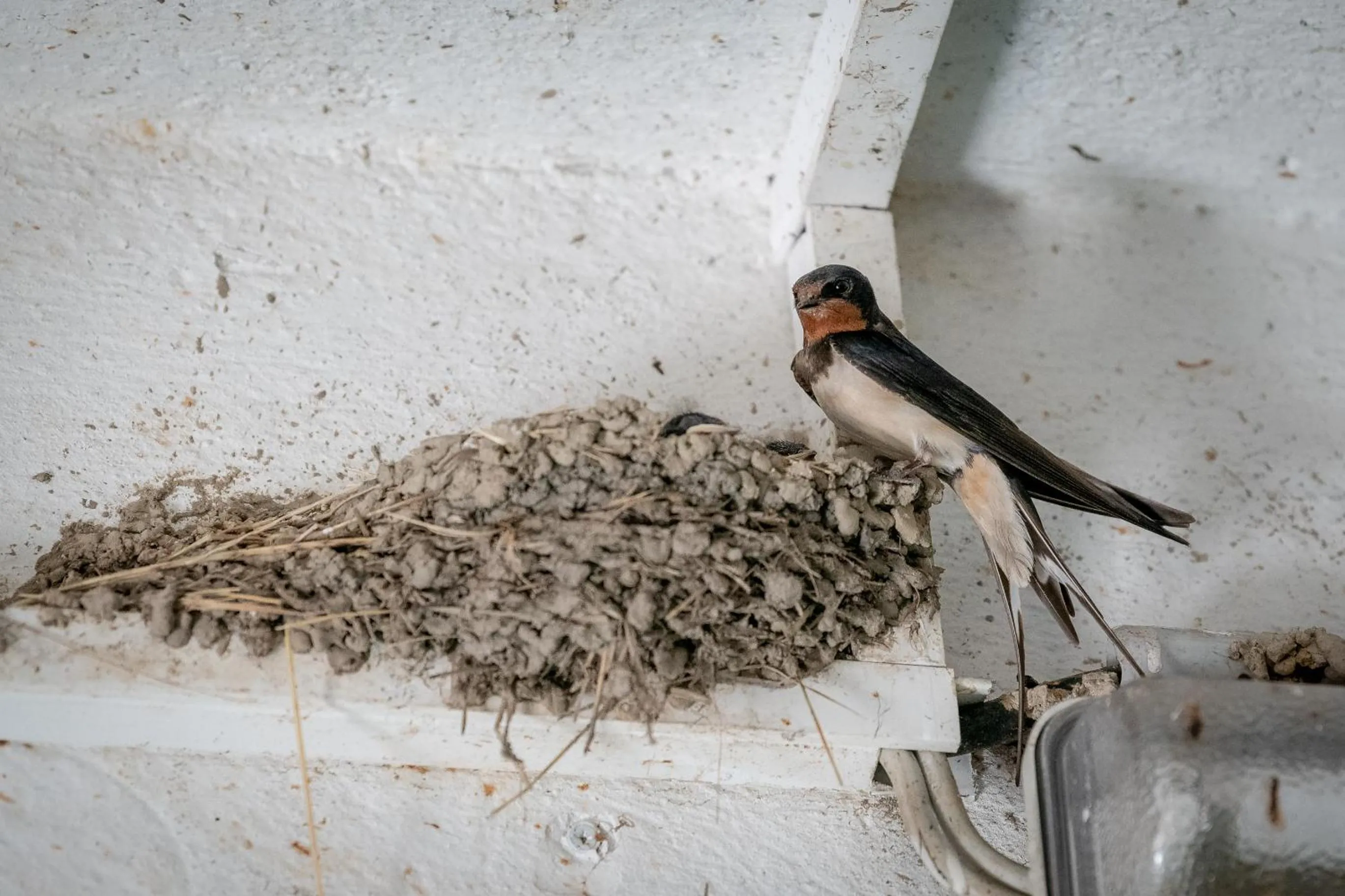 Property building in Haus Martin - Schneeberger
