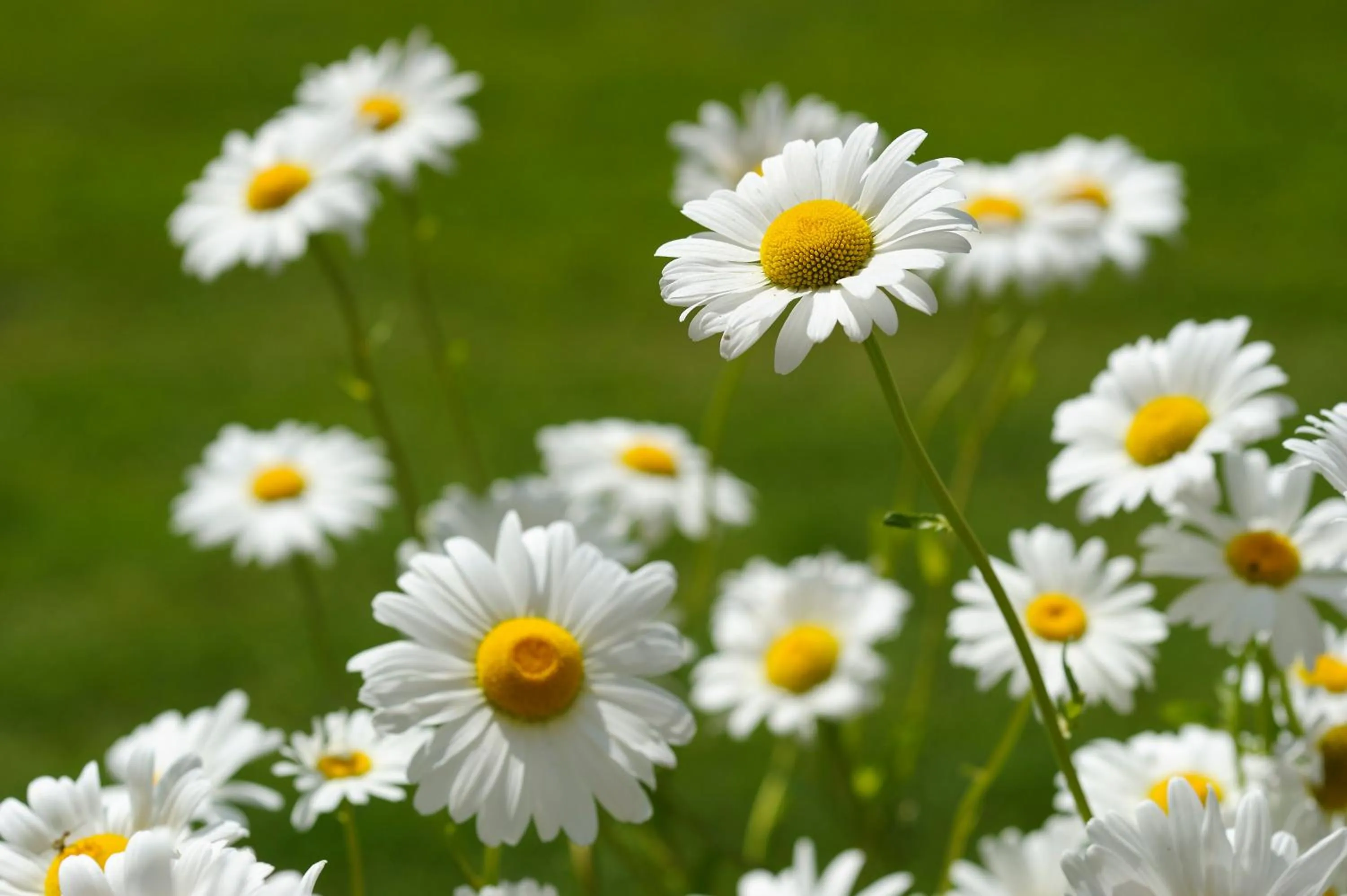 Day in Hotel Appartement Inge