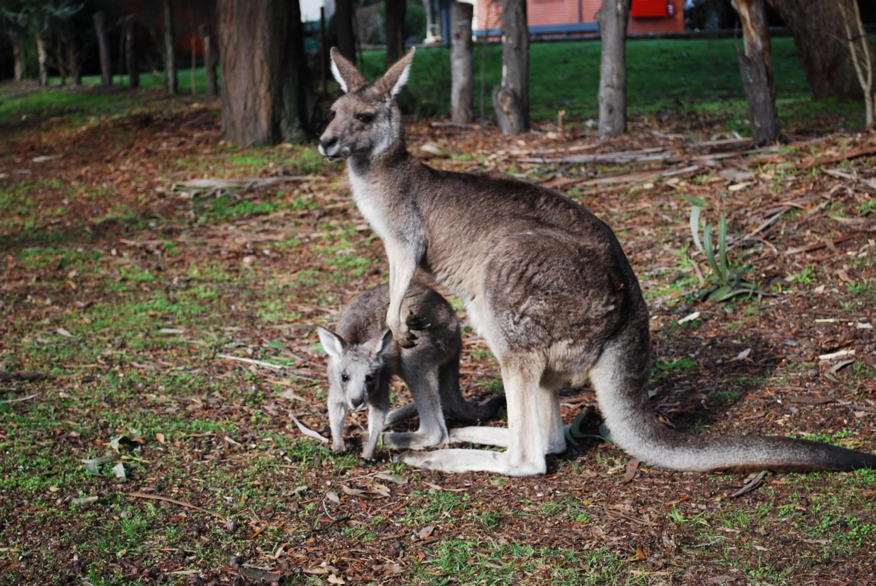 Animals in Gariwerd Motel