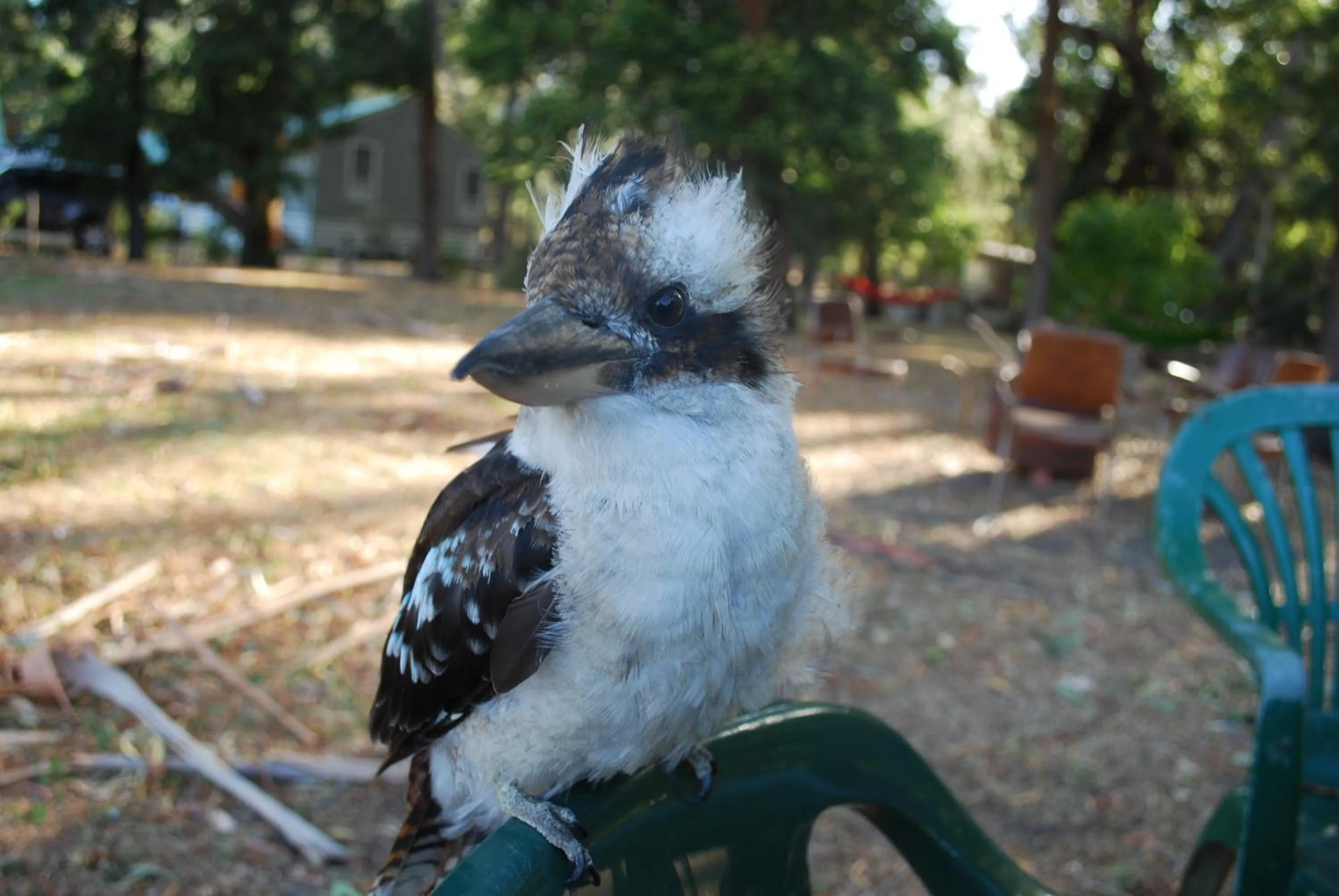 Animals in Gariwerd Motel