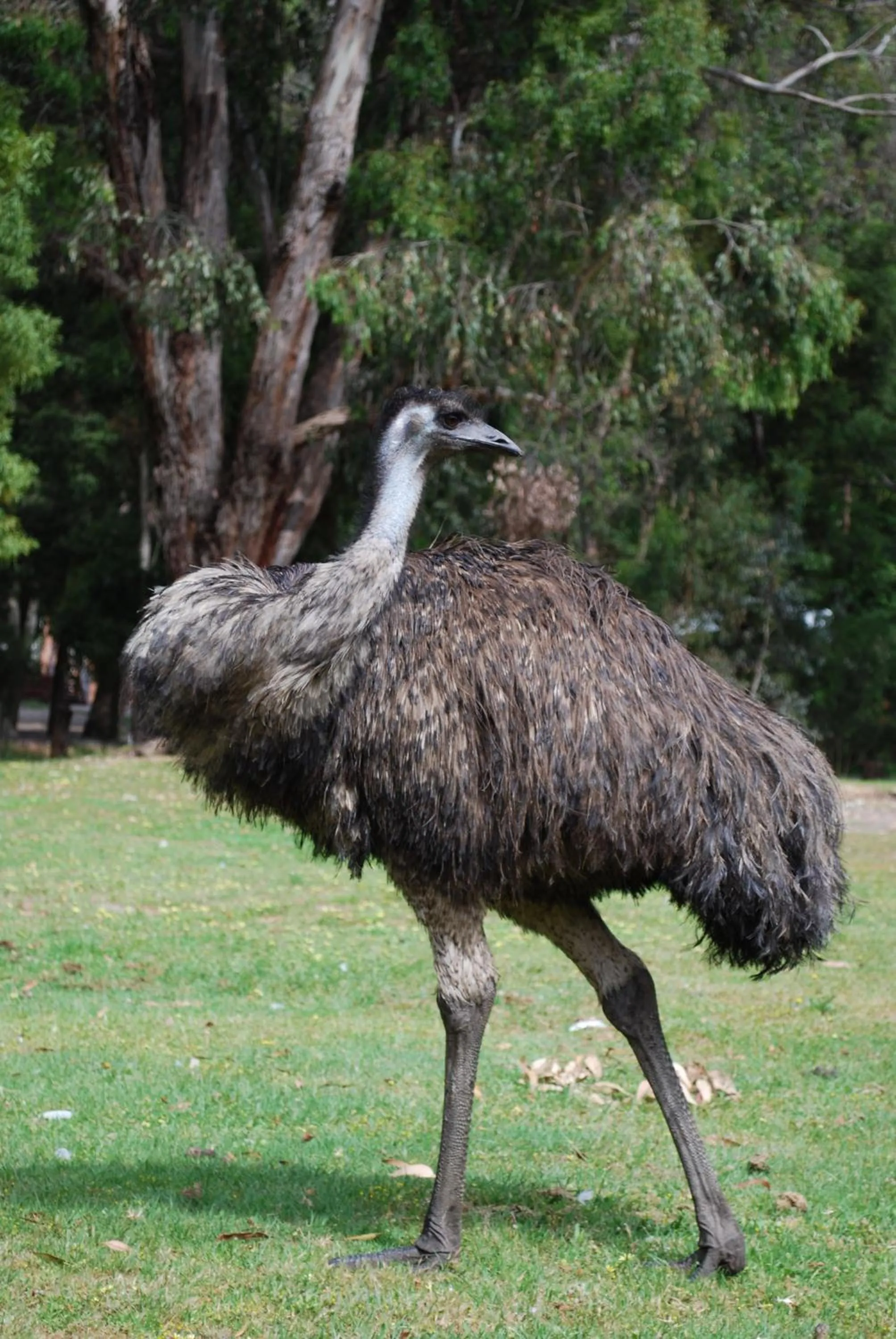 Animals in Gariwerd Motel