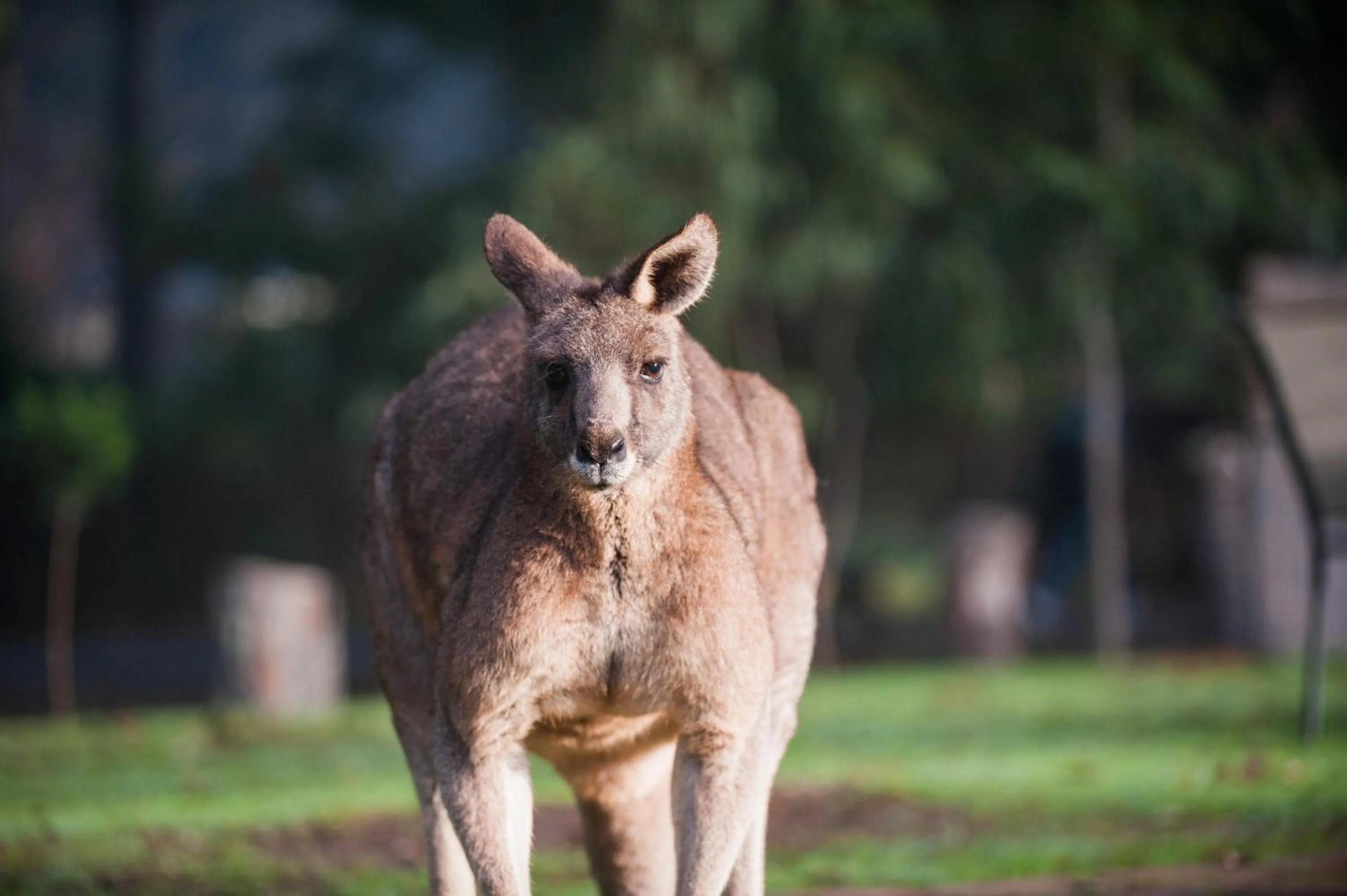 Animals in Gariwerd Motel