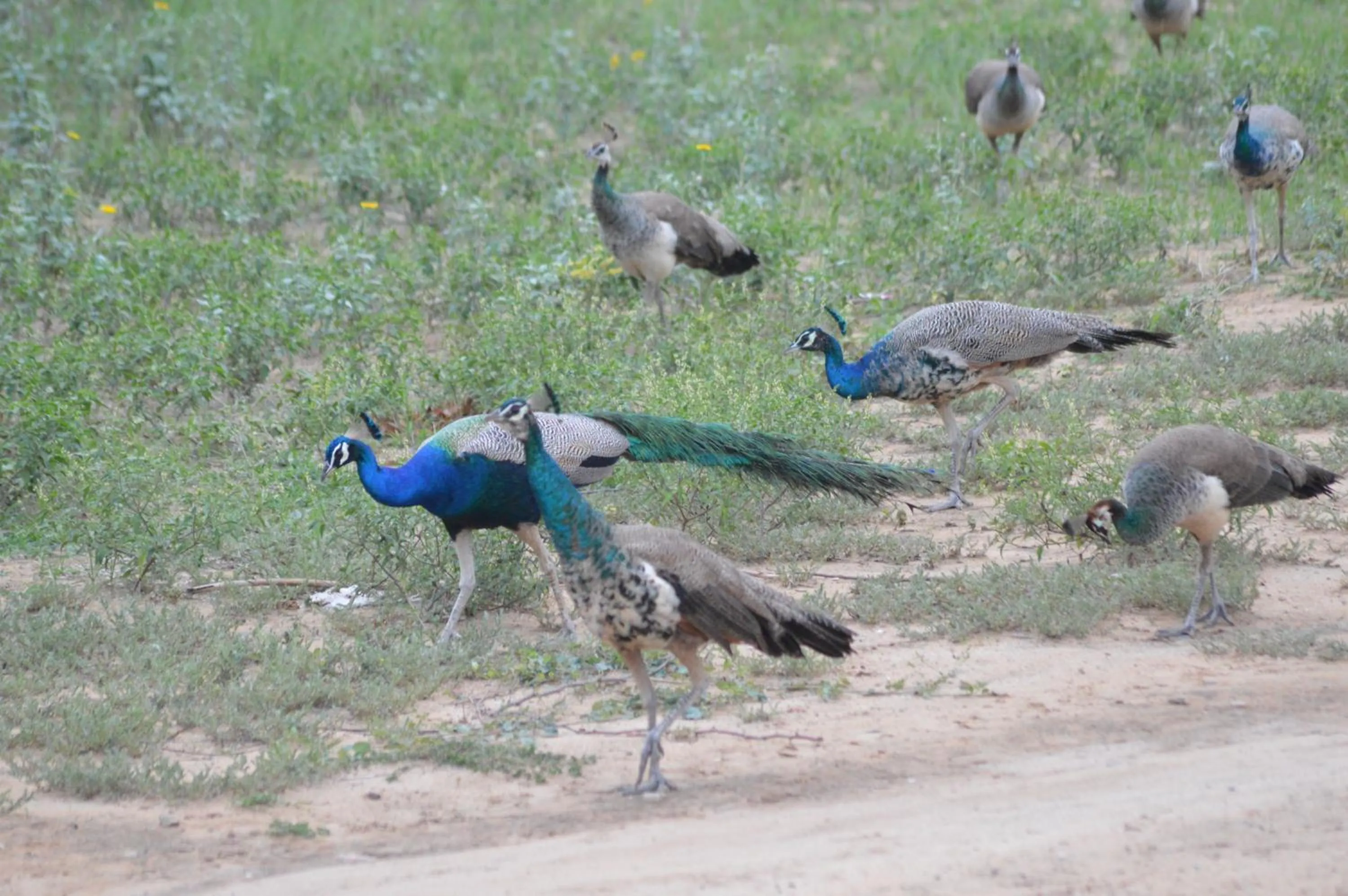 Activities in Lohana Village Resort