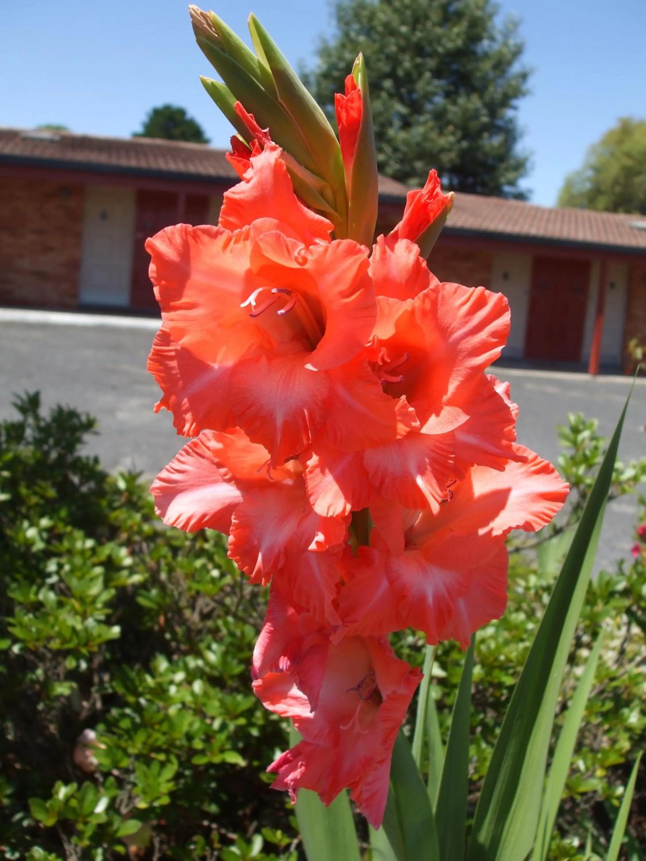 Garden in Anna Bella Motel Glen Innes