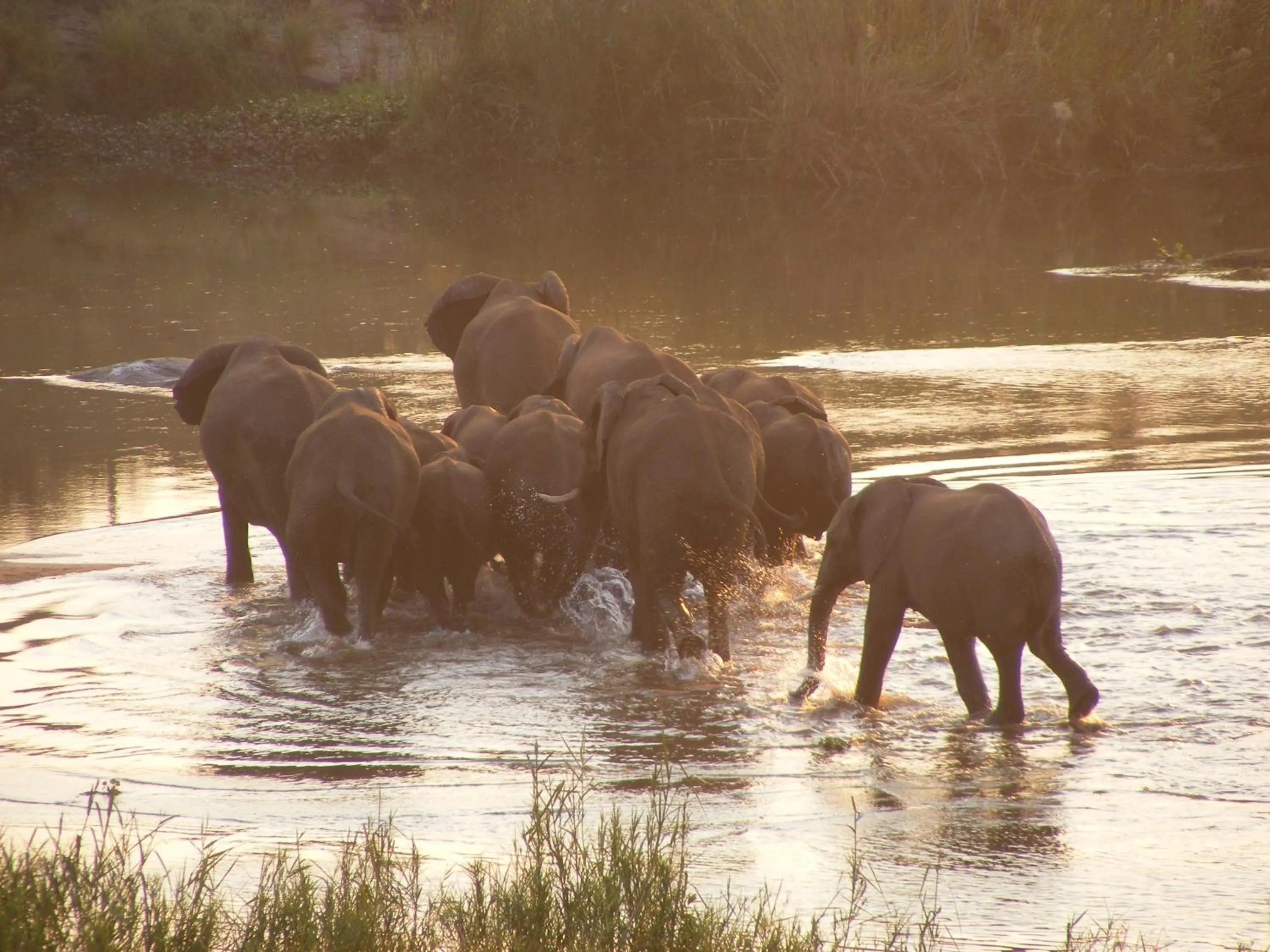Animals in Elephant Walk Retreat