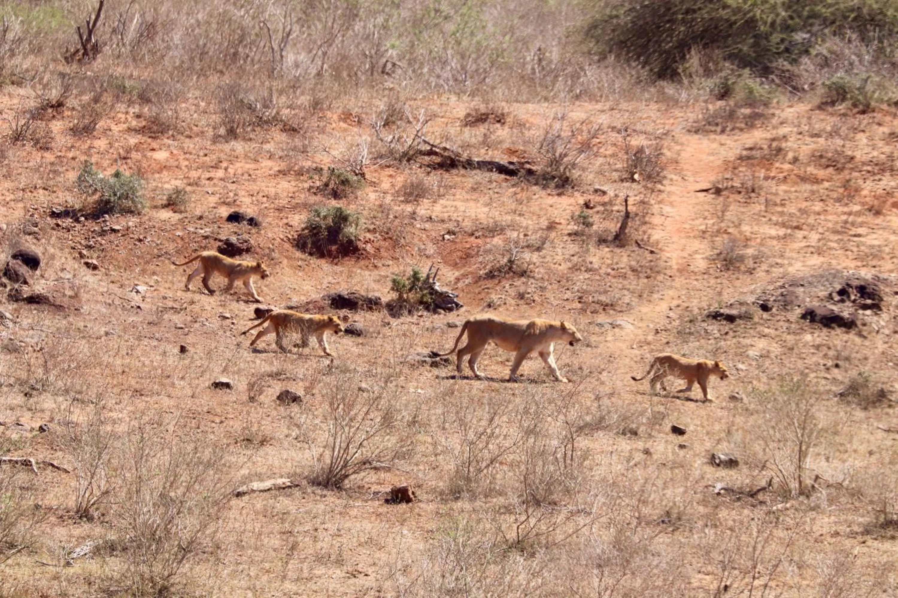 Elephant Walk Retreat