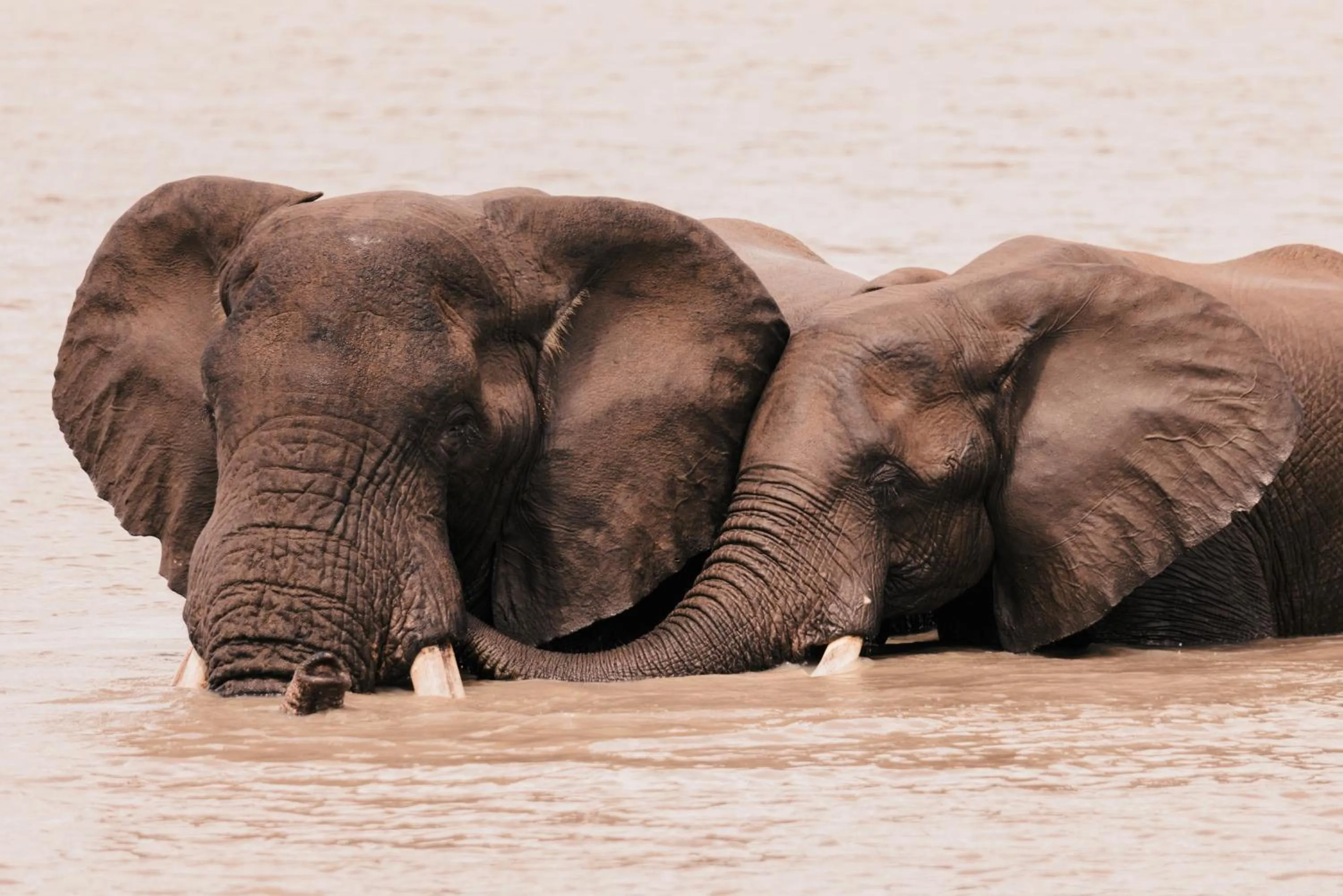 Elephant Walk Retreat