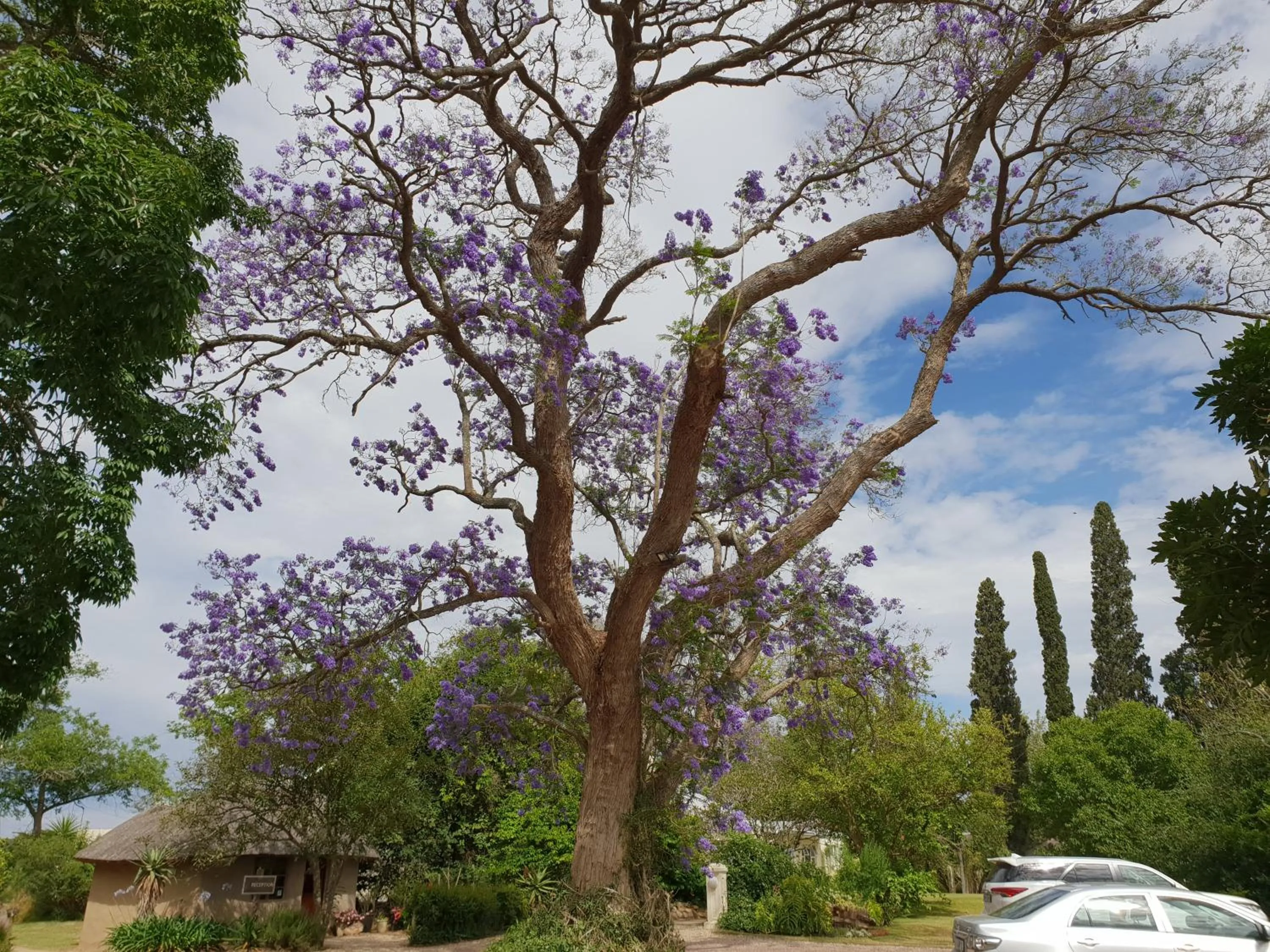 Garden in Chrislin African Lodge