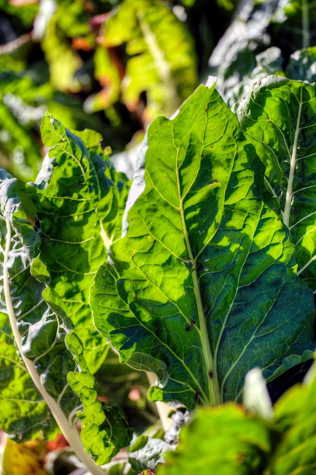 Garden in Chrislin African Lodge