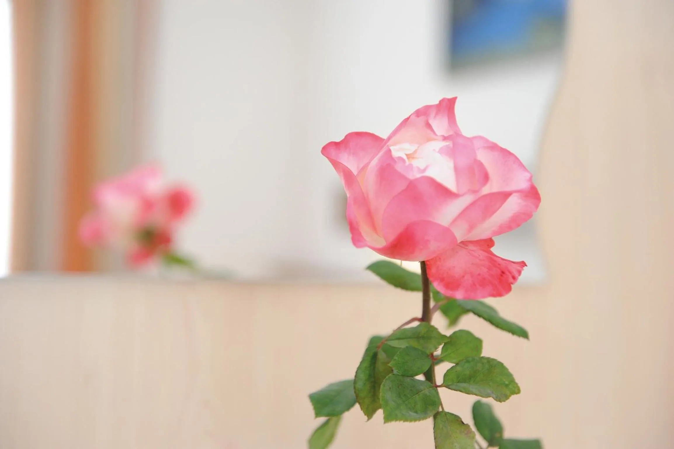 Other in Hotel-Garni Seestrand