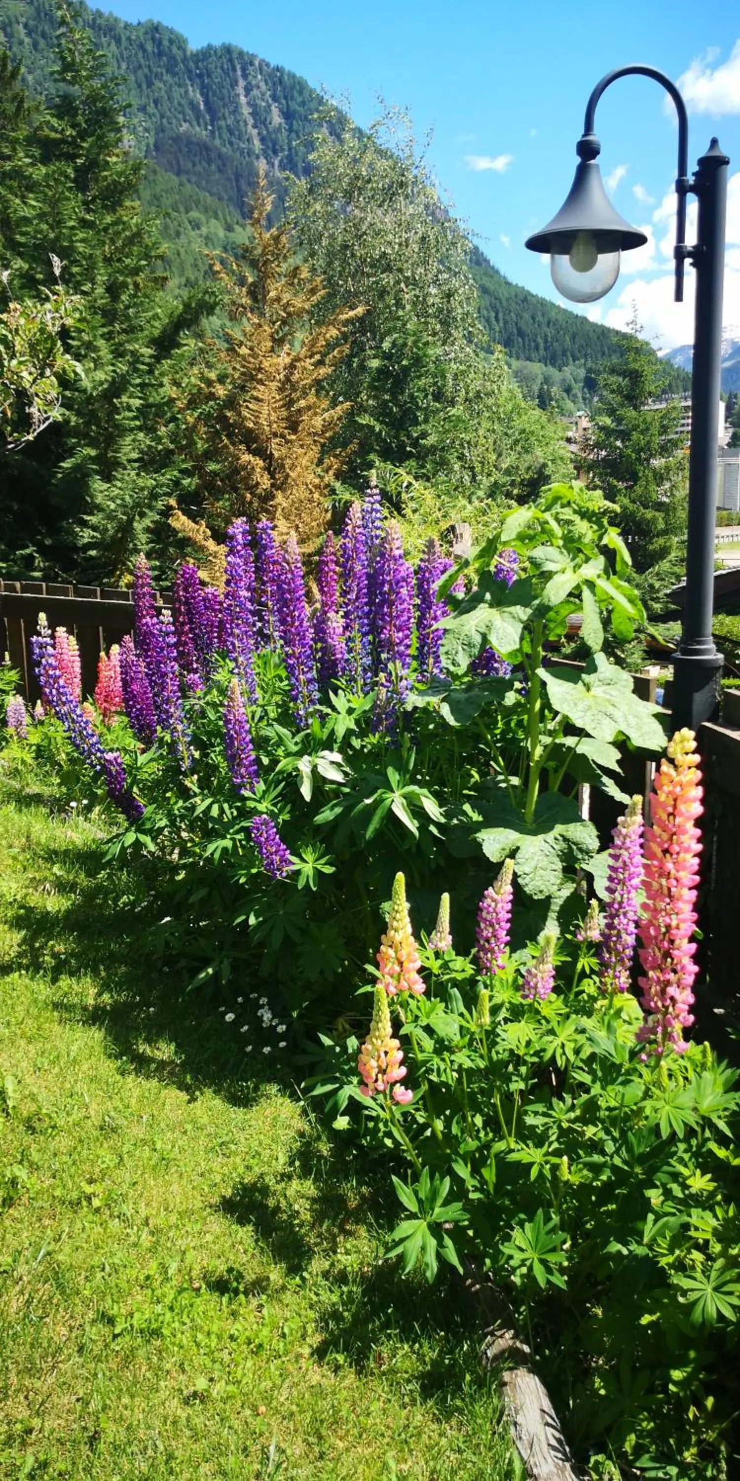 Garden in Chalet Svizzero