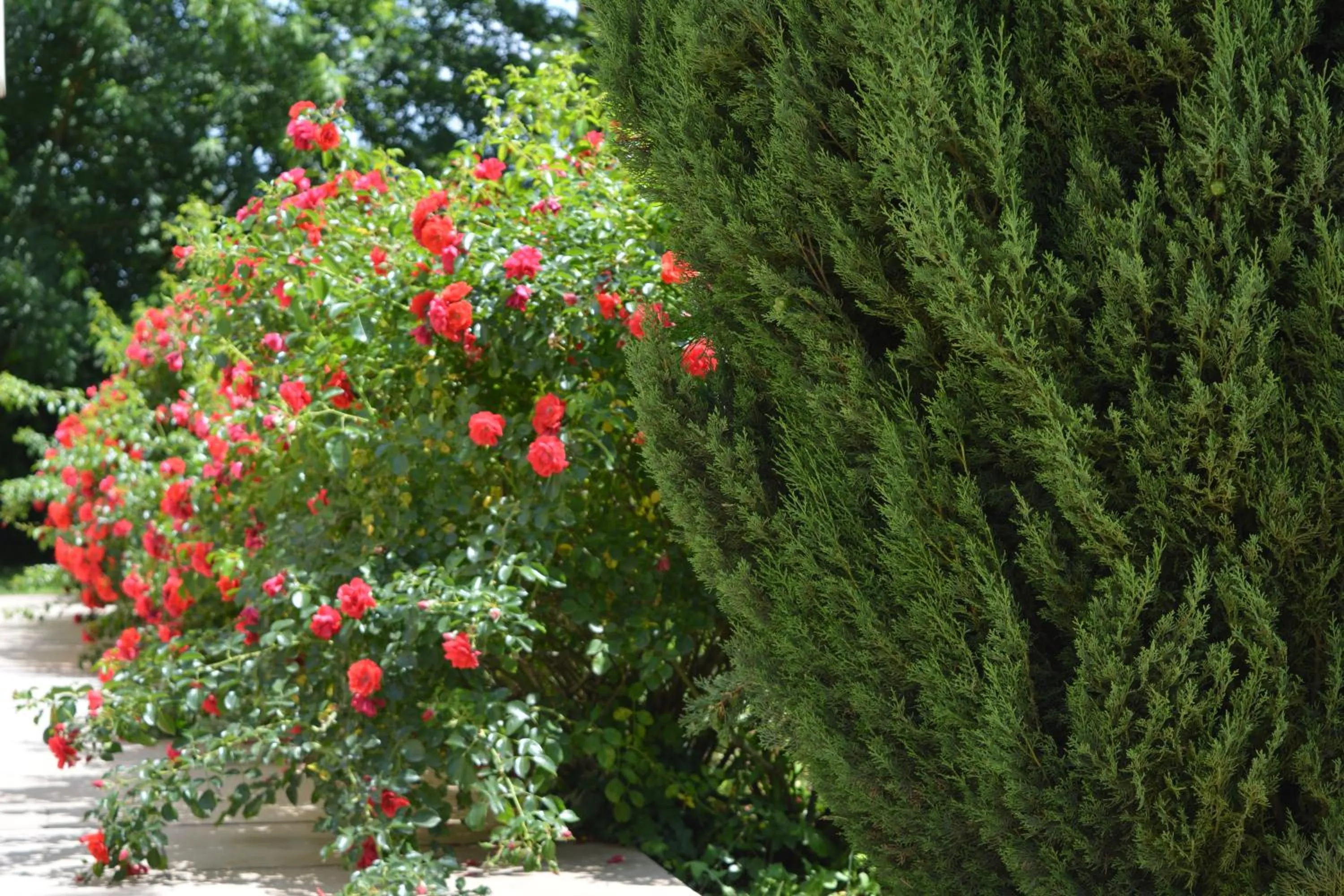 Garden in B&B Terra del Sole