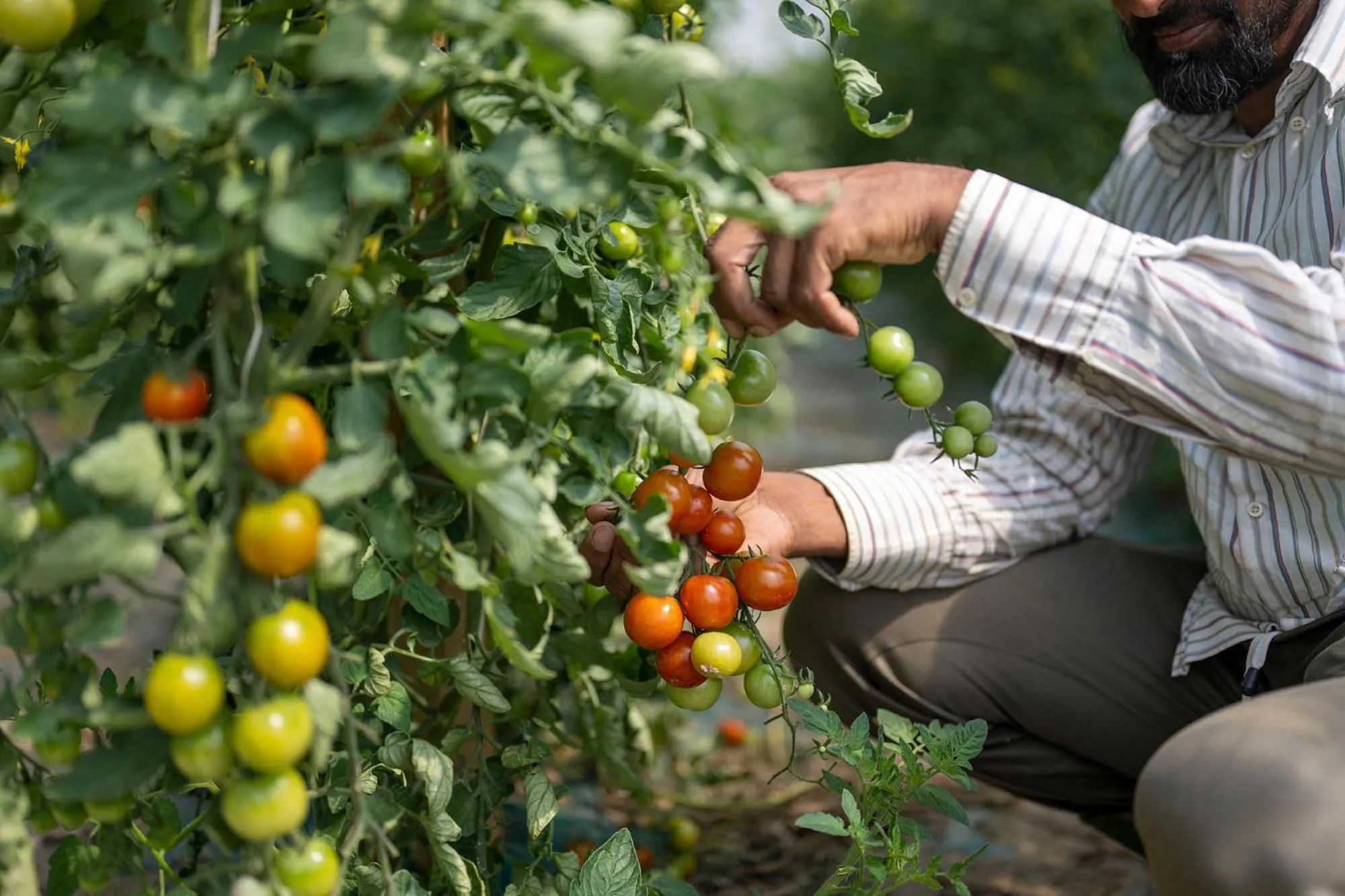 Food in Hotel Airone
