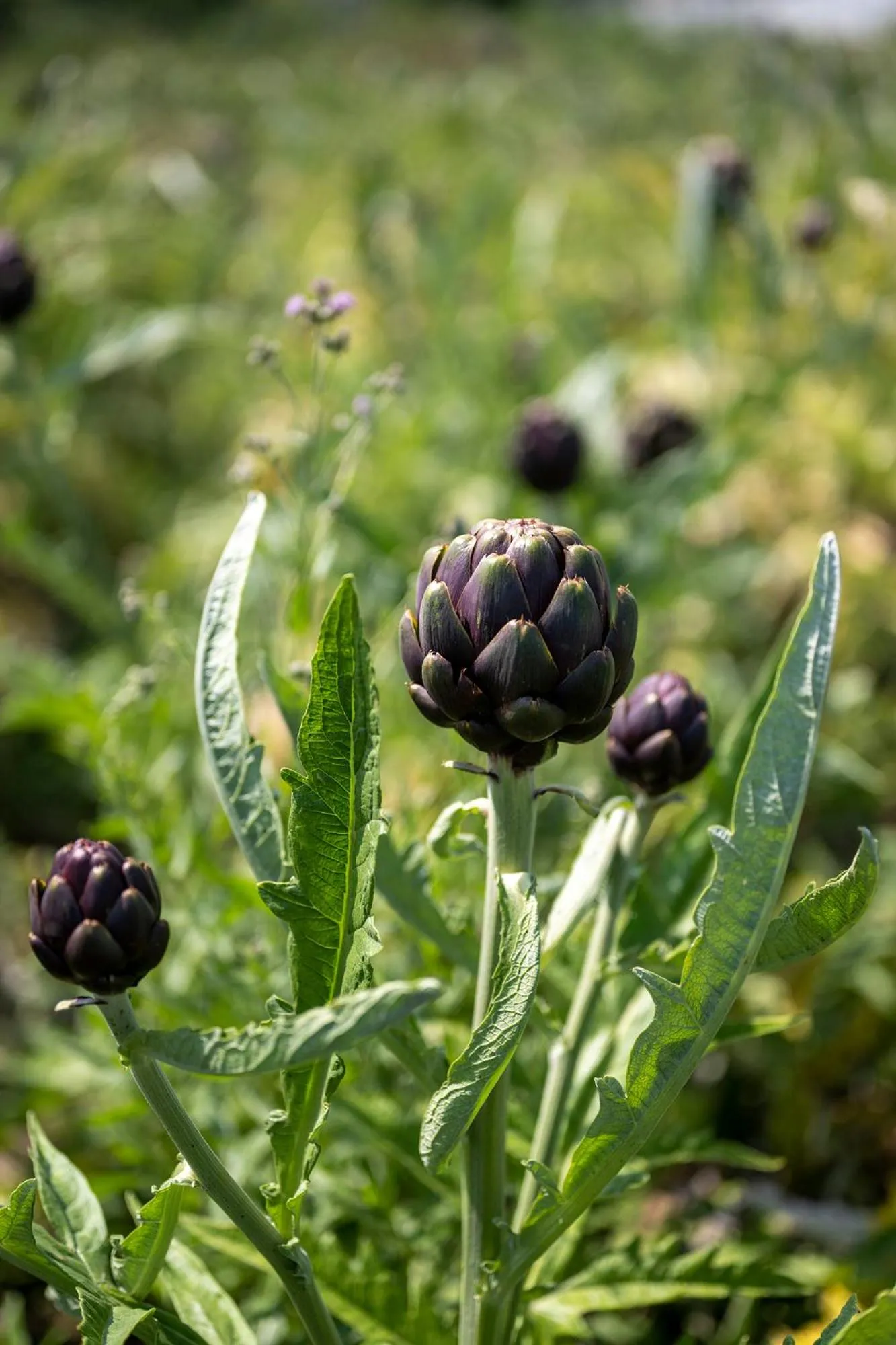 Garden in Hotel Airone
