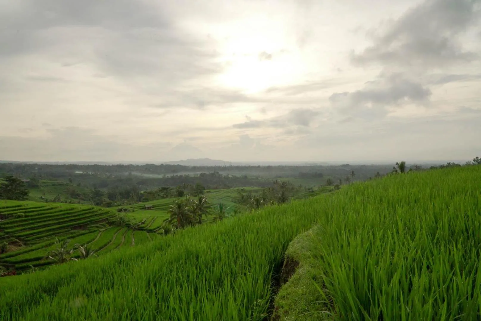 View (from property/room) in Dukuh Baturan Villa