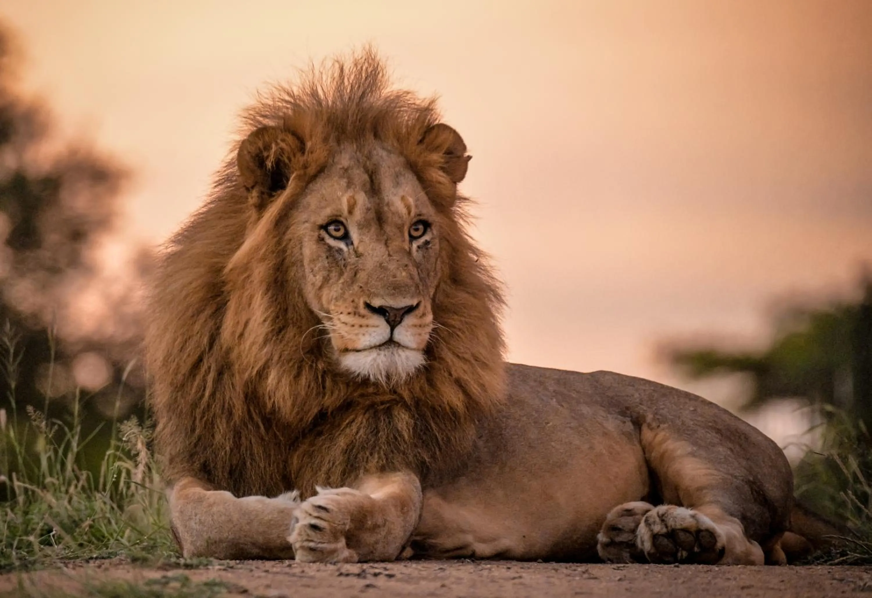 Animals in Khaya Ndlovu Safari Manor