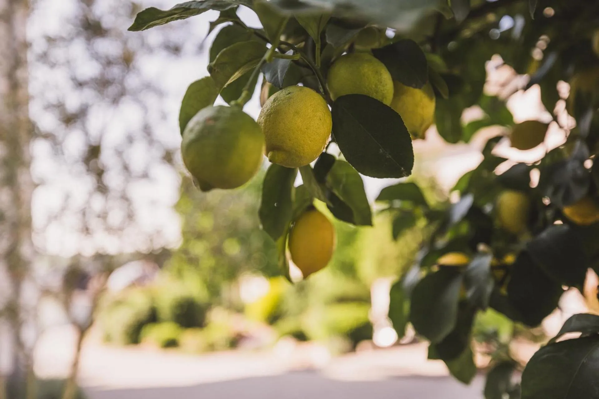 Property building in Weingut Gehlen-Cornelius