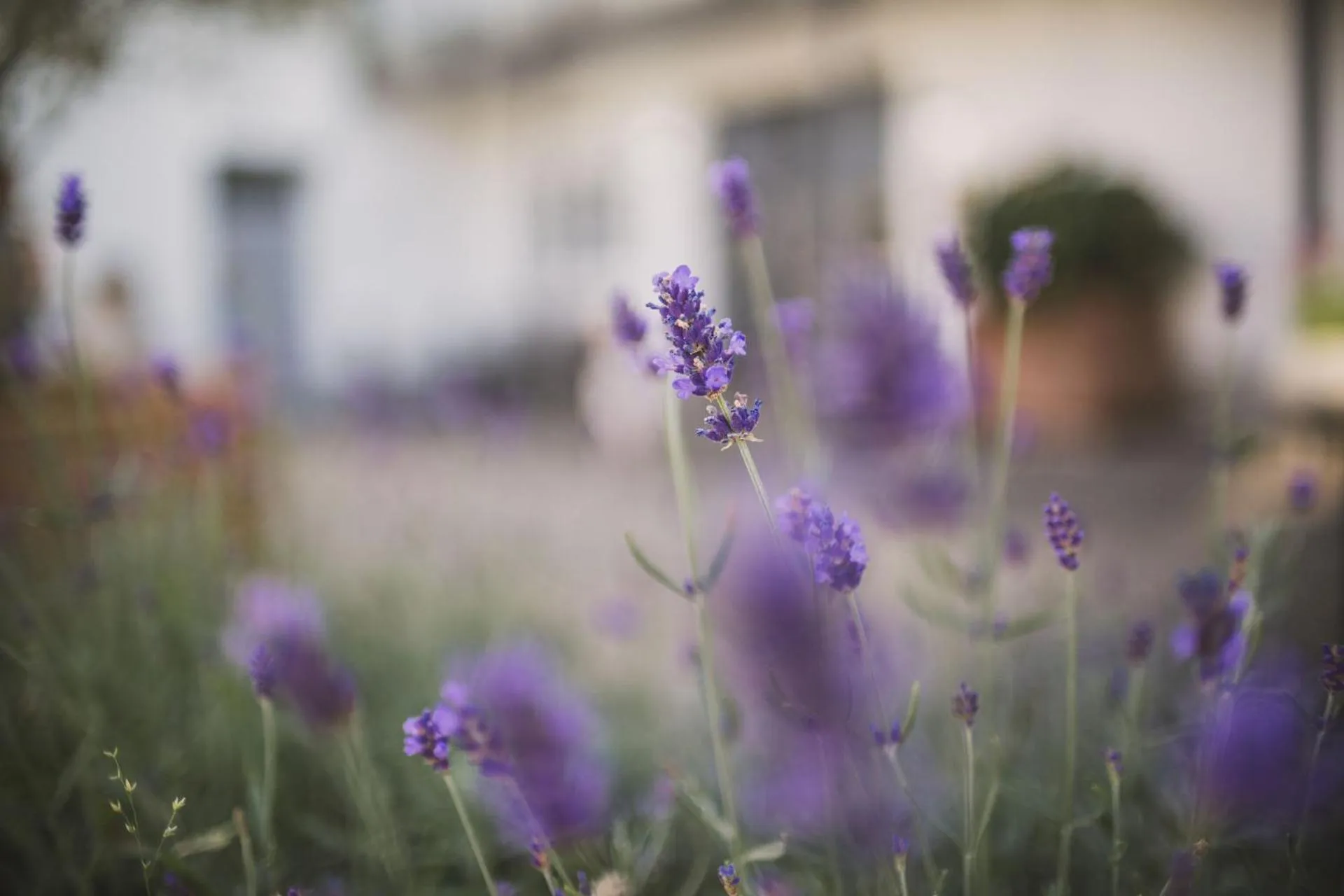 Property building in Weingut Gehlen-Cornelius