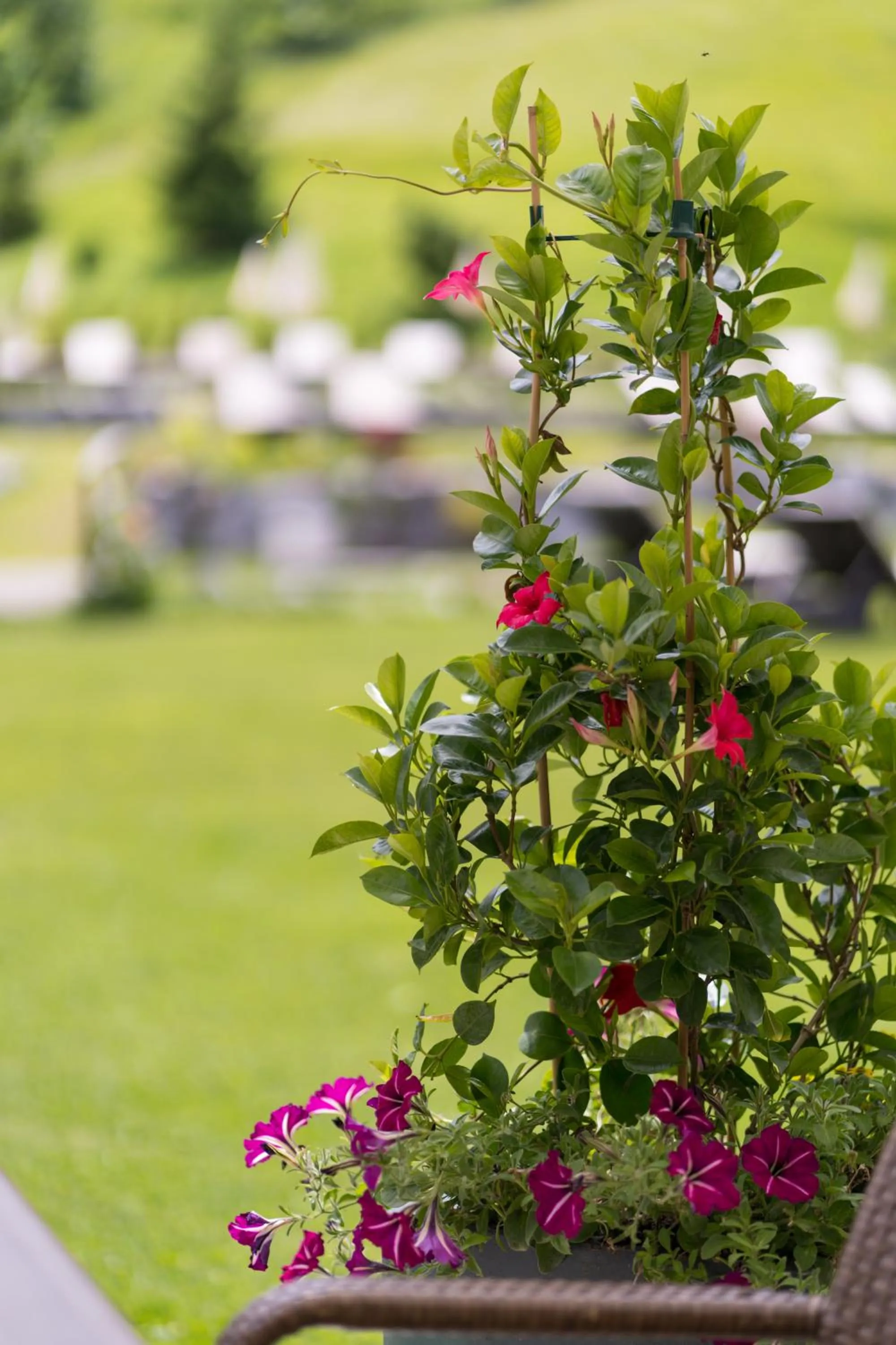 Garden in Alpinresort Schillerkopf