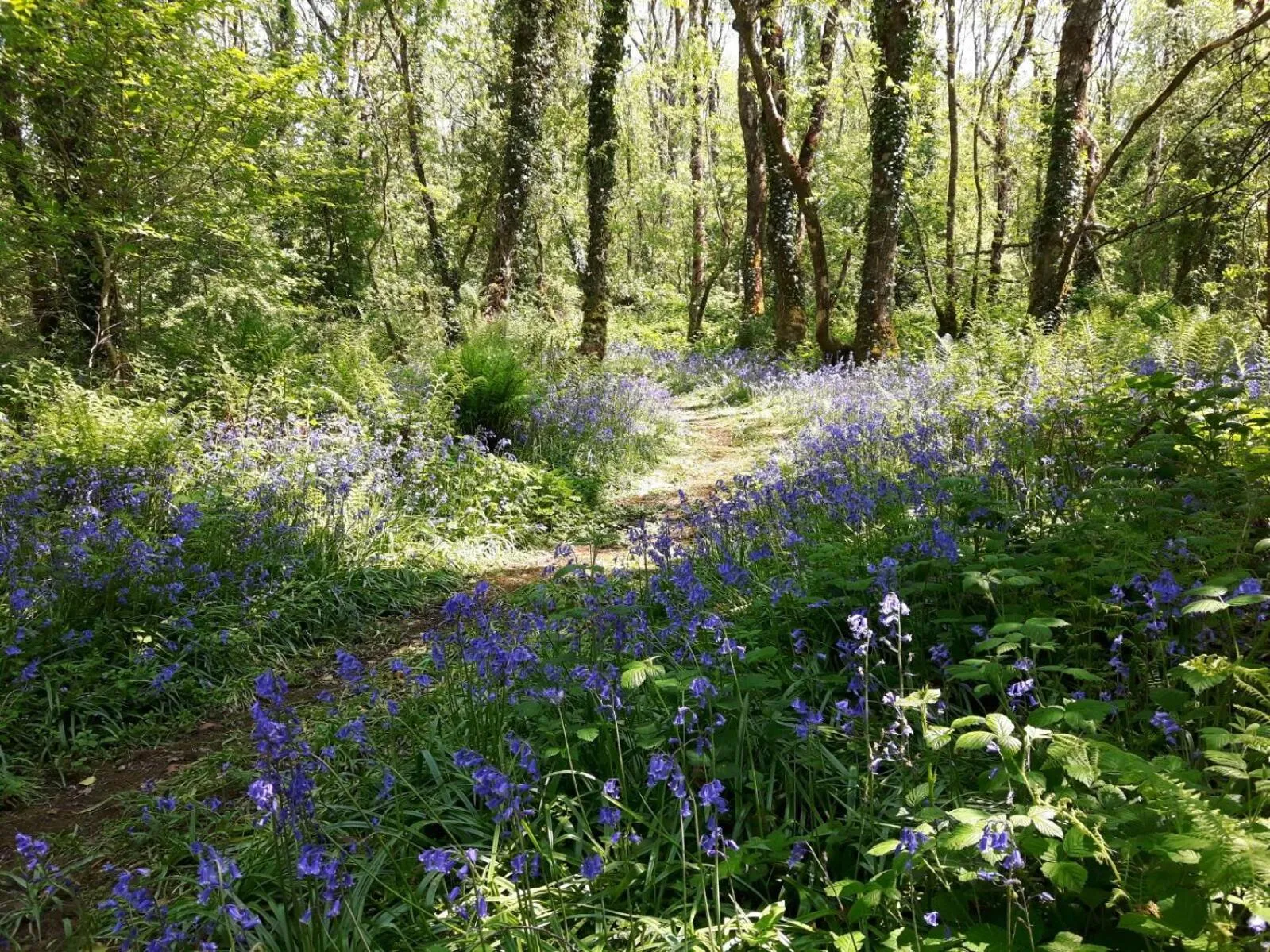 Activities in Clonalis House - Guesthouse