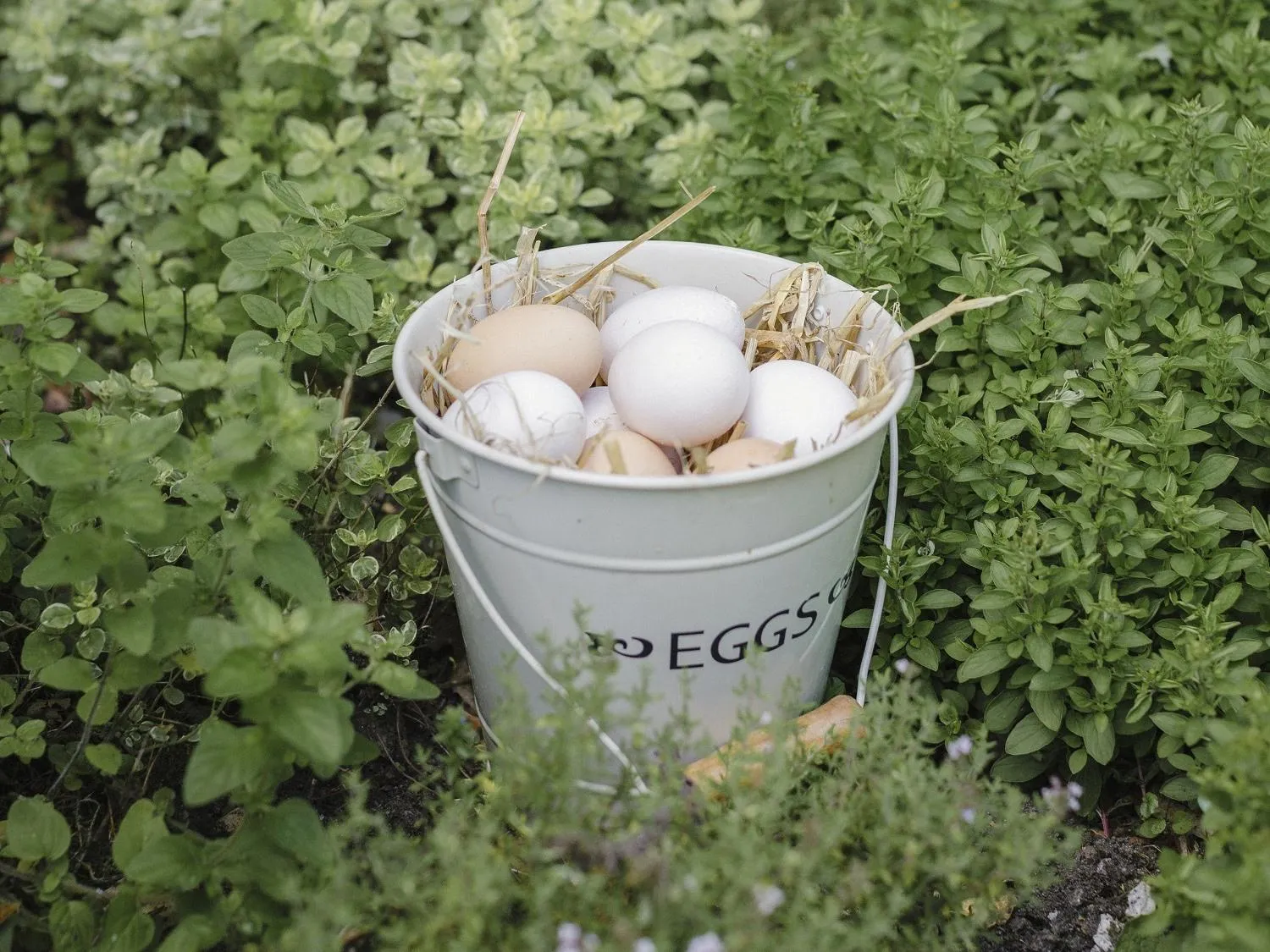 Other in Clonalis House - Guesthouse