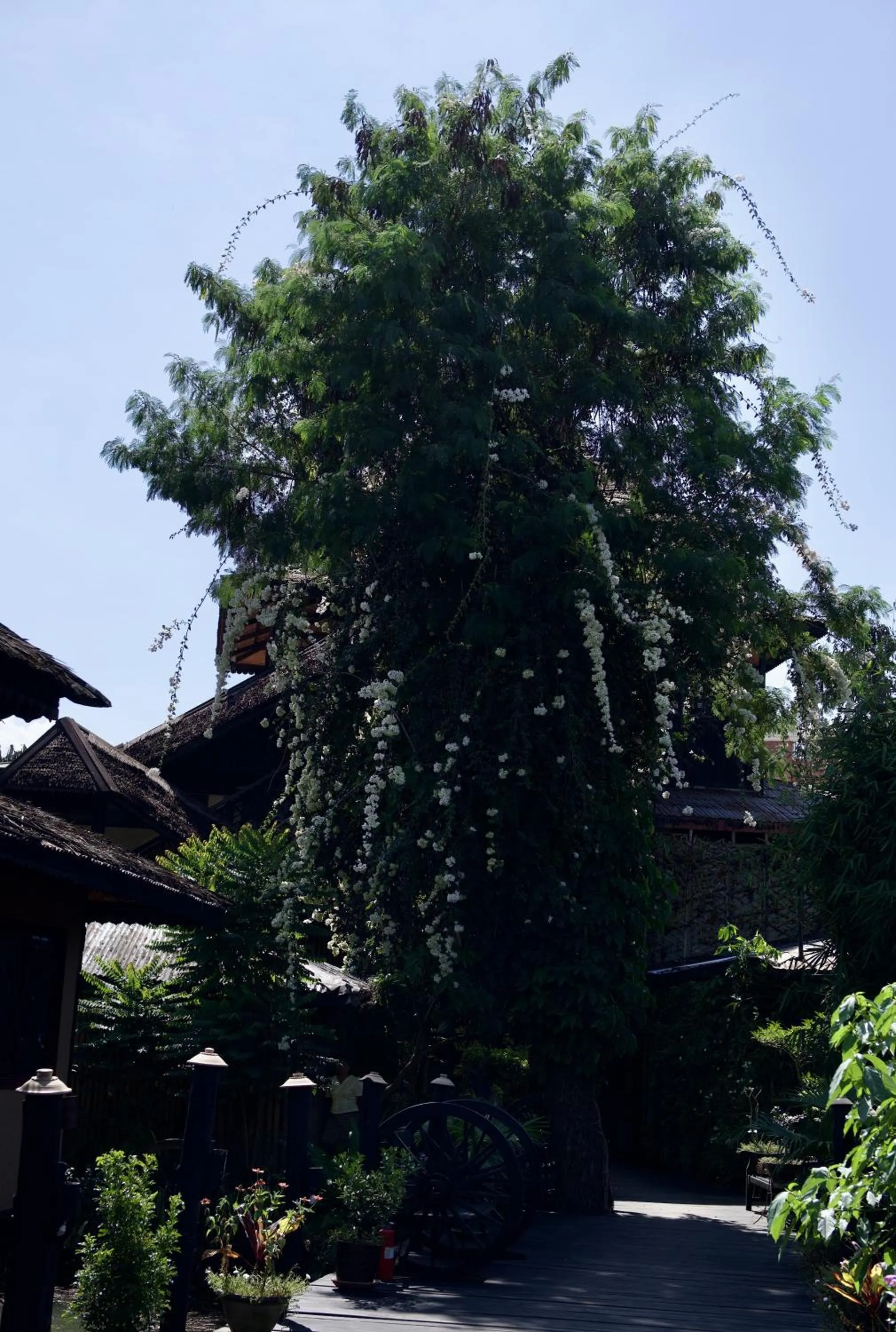Garden in ViewPoint Ecolodge