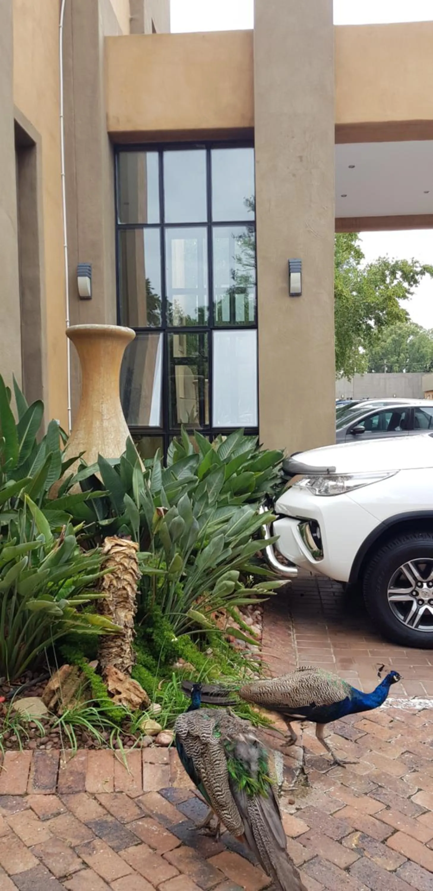 Animals in Umuzi Lodge