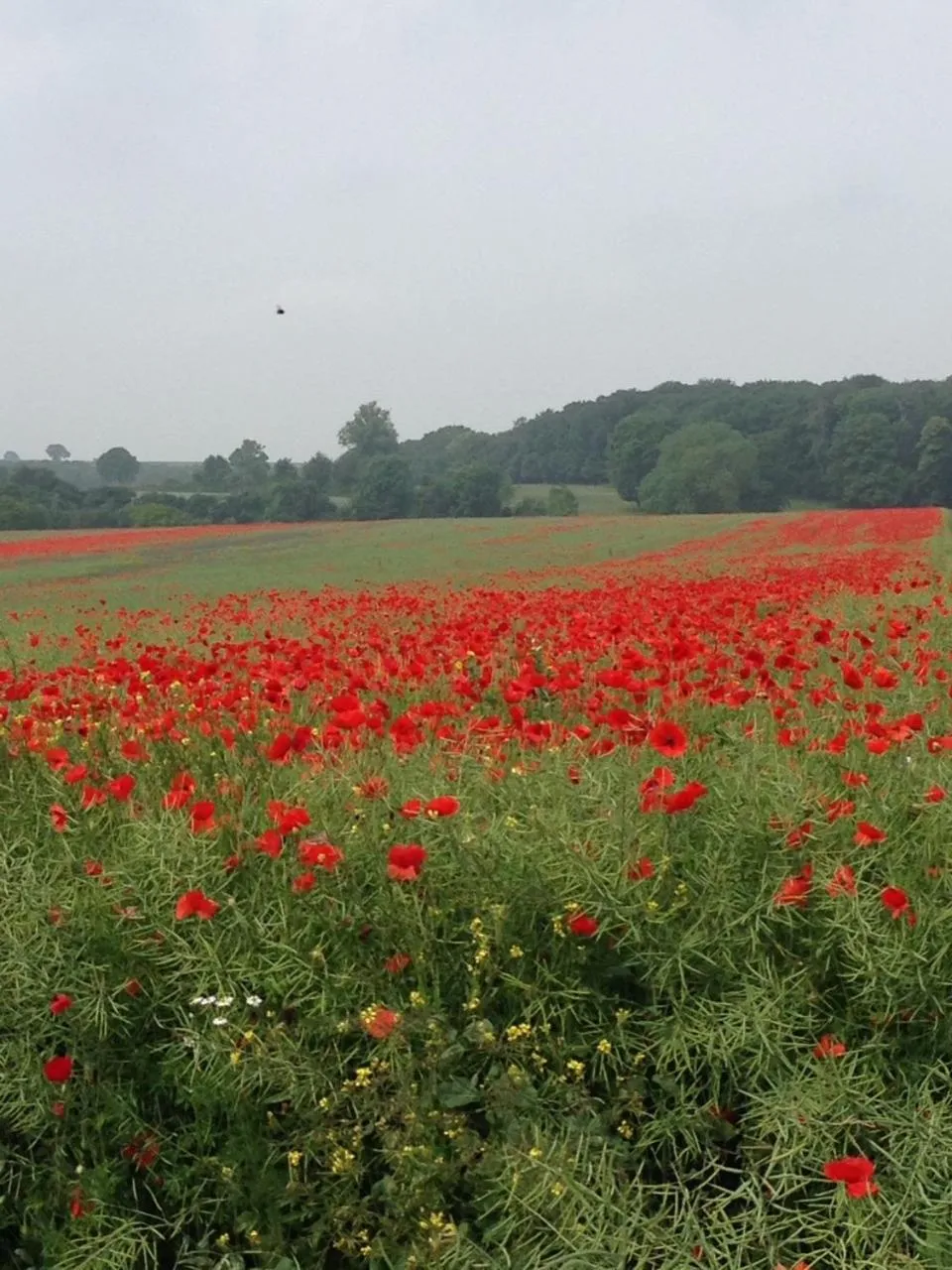 Natural landscape in La Caroline