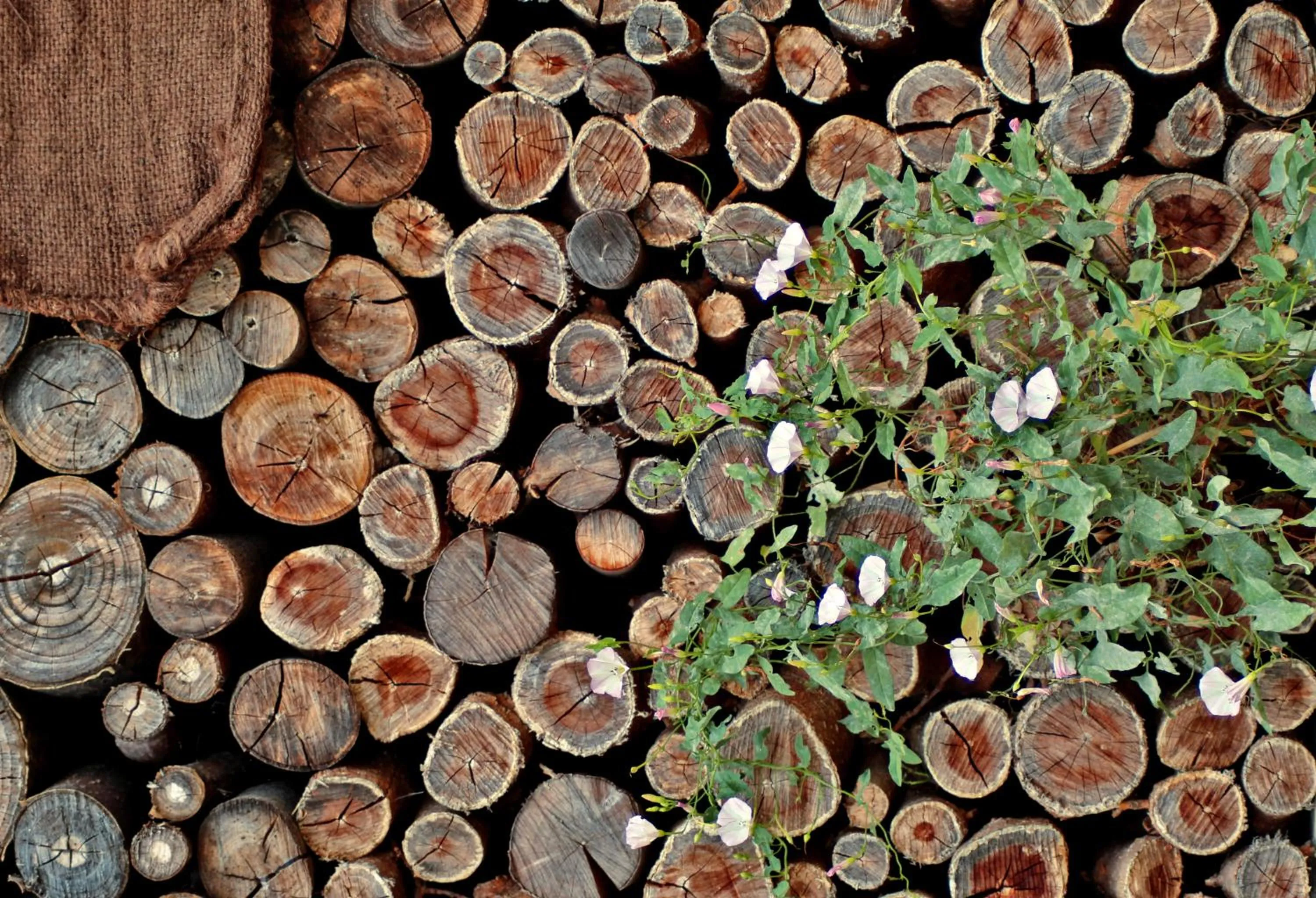 Garden in B&B La Masseria del '700