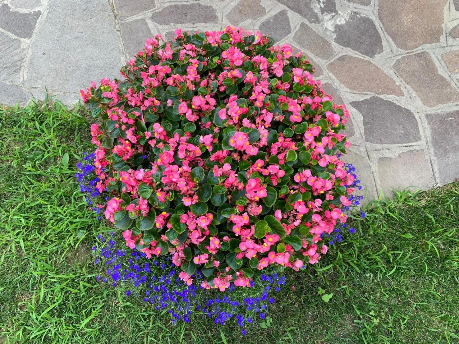 Garden in Guest House Margherita